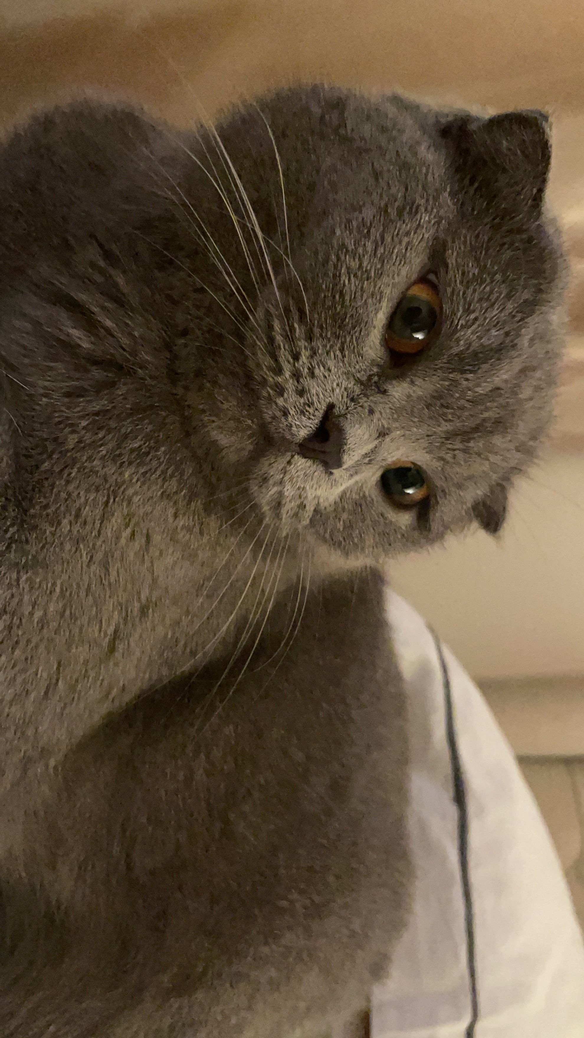 Mumu - 75150, Malacca