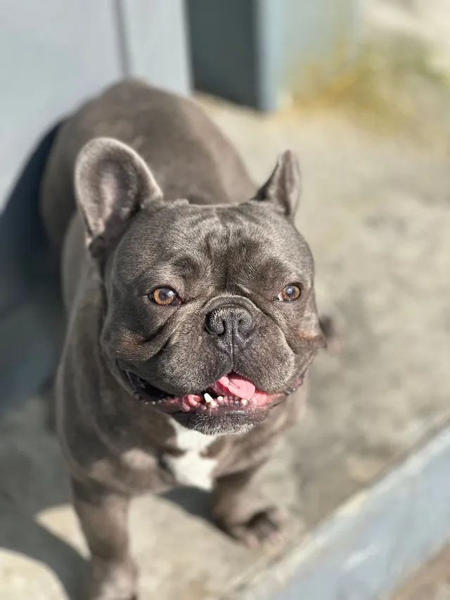 Grey - 704 Berry Rd, Nashville