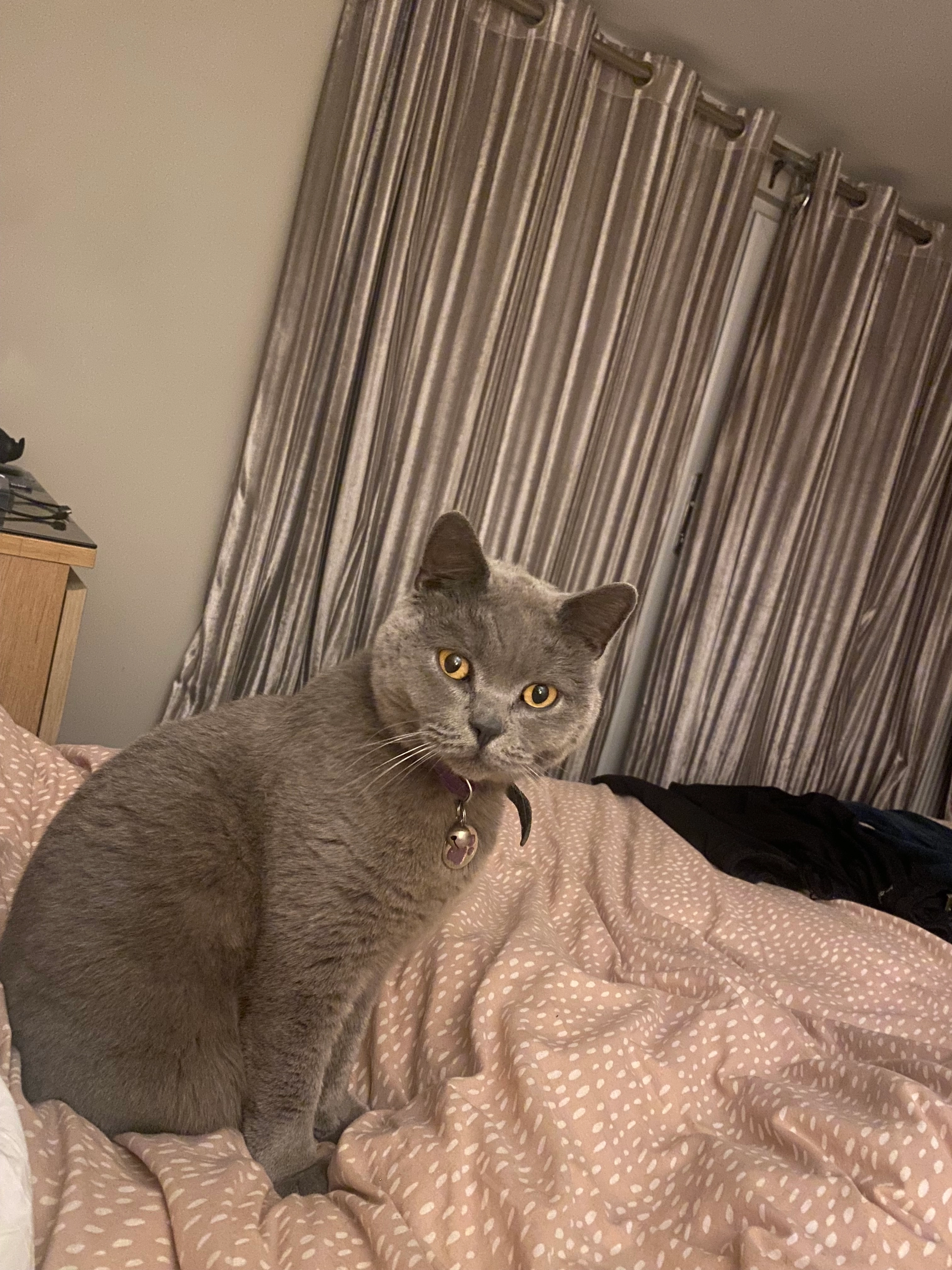 Fred - Oaklands Road, Bridgend