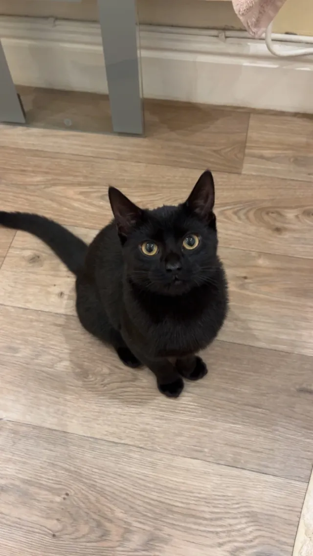 mabel - Breck Road, Wallasey