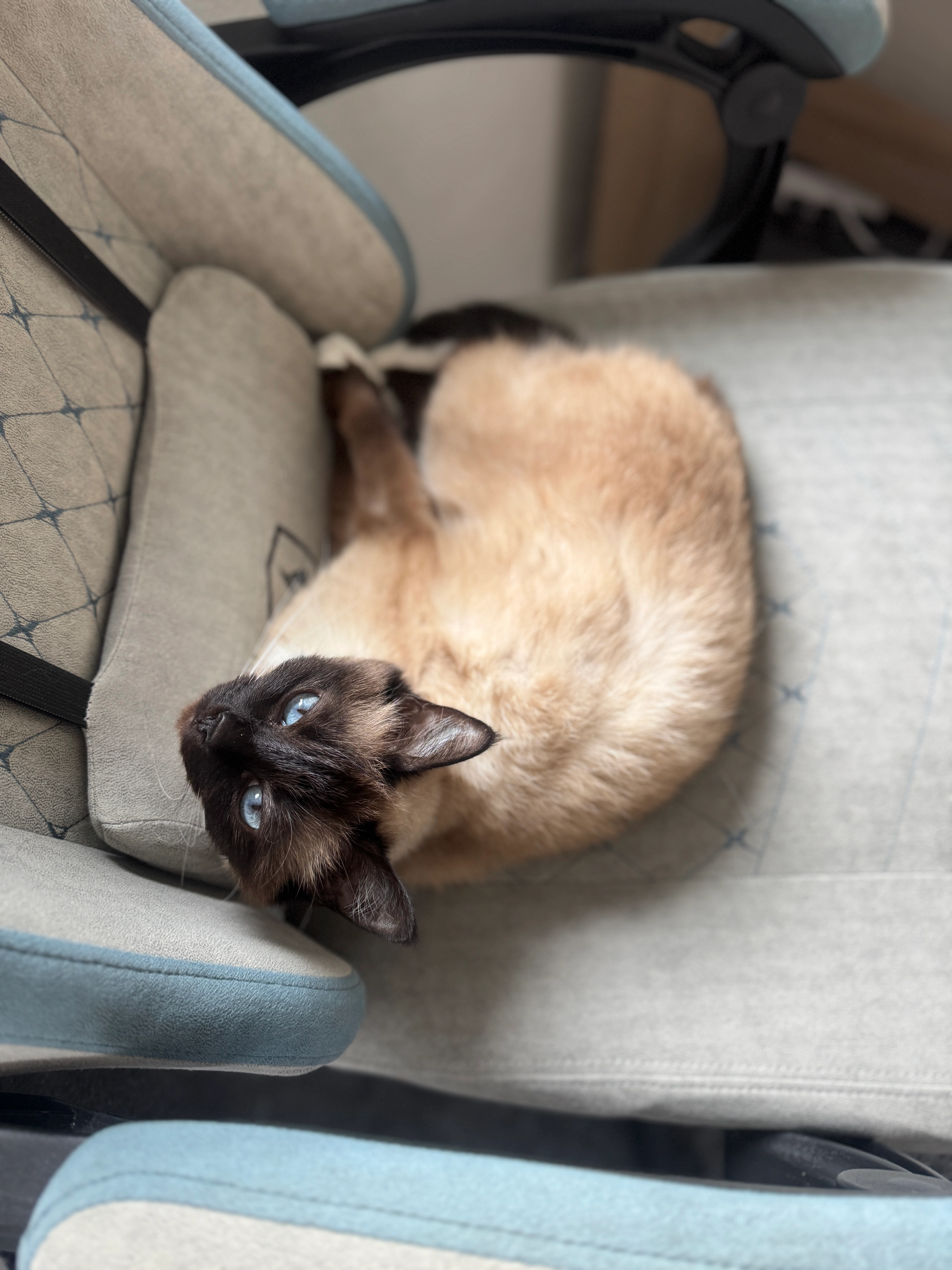 Coco - Am Bühl, Röthenbach