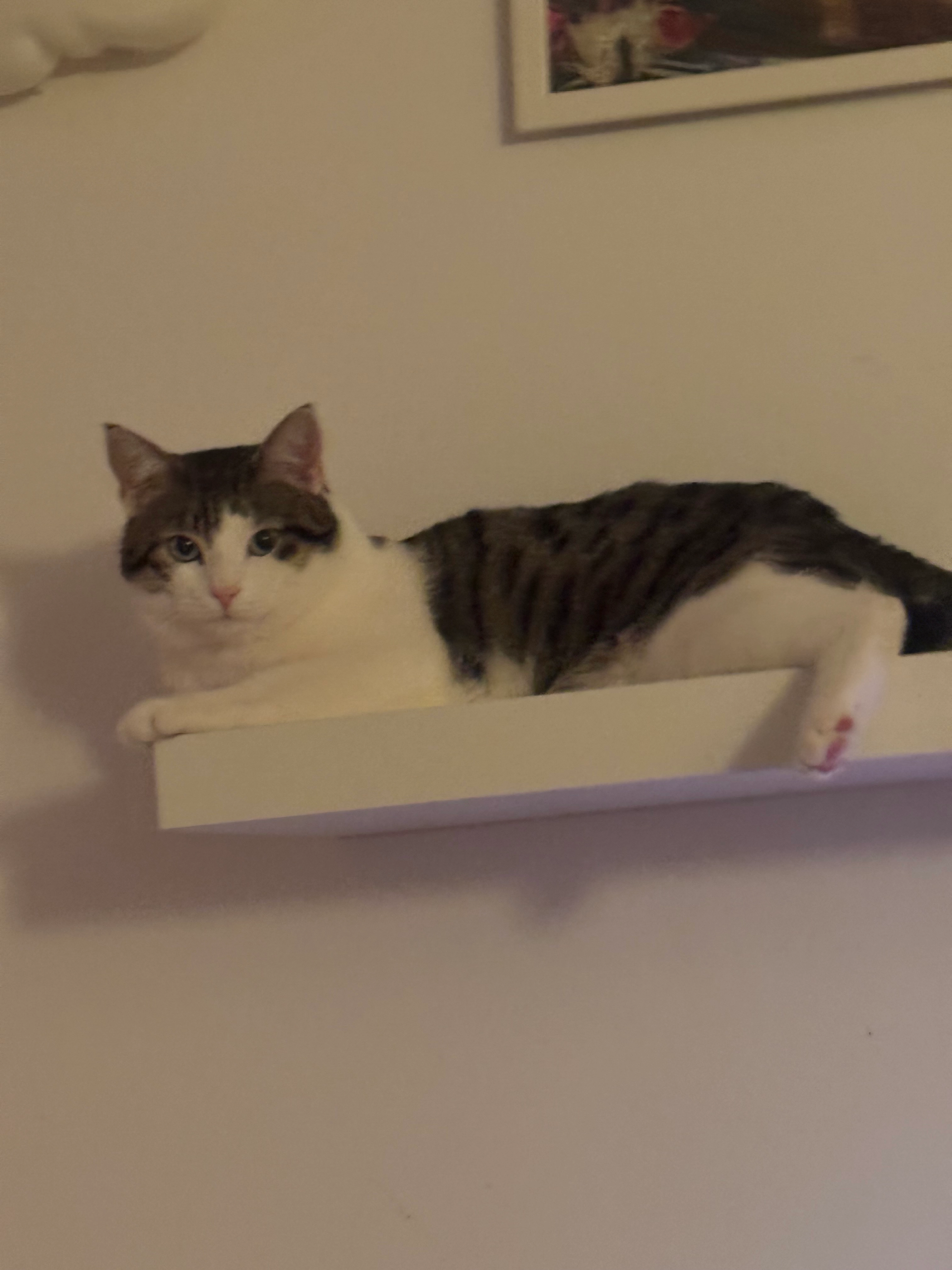 Nelson - Bollstrasse 24, Worb