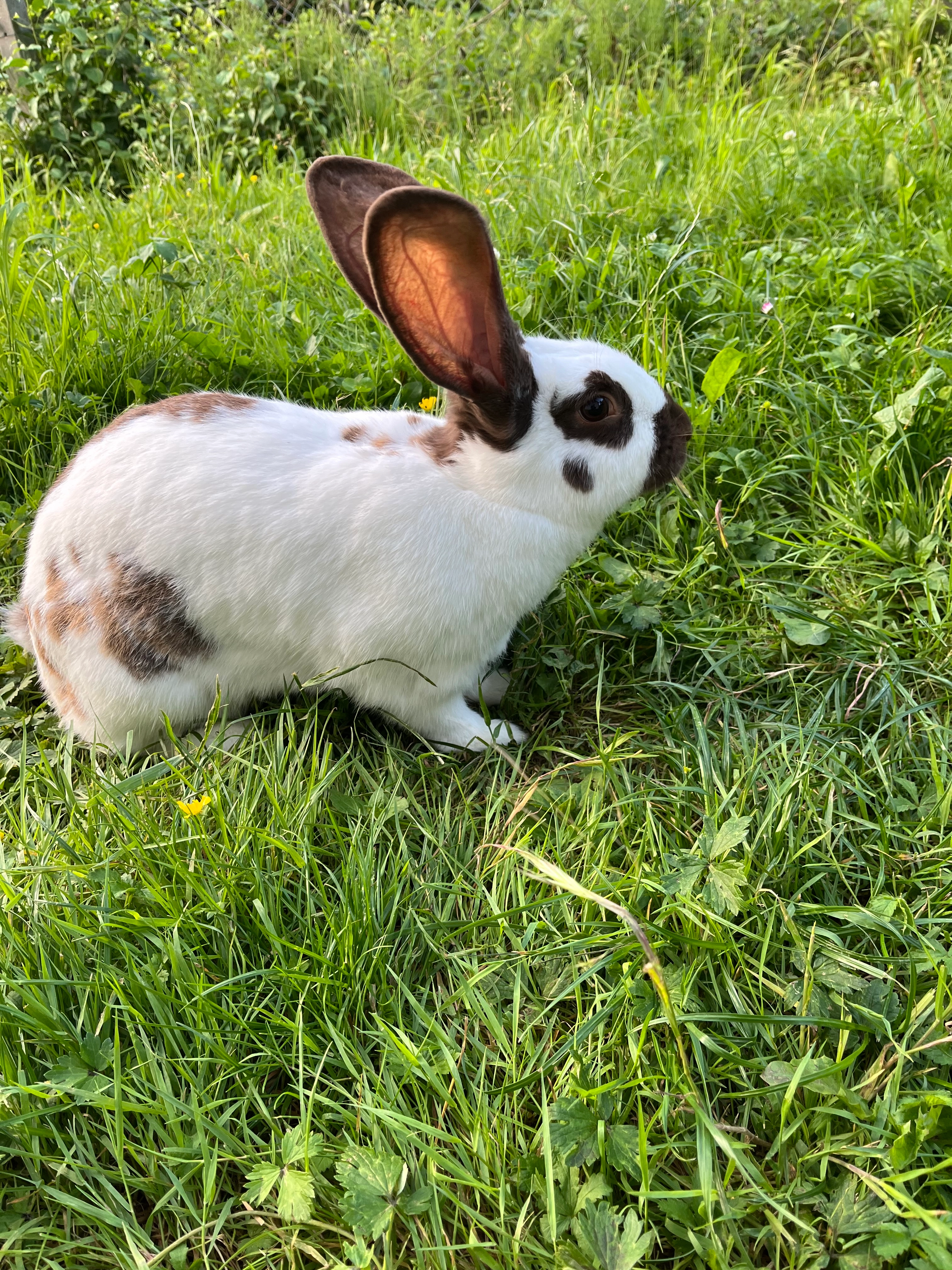 vanille - Chemin du Sablier, Saint-Pierre-de-Chandieu