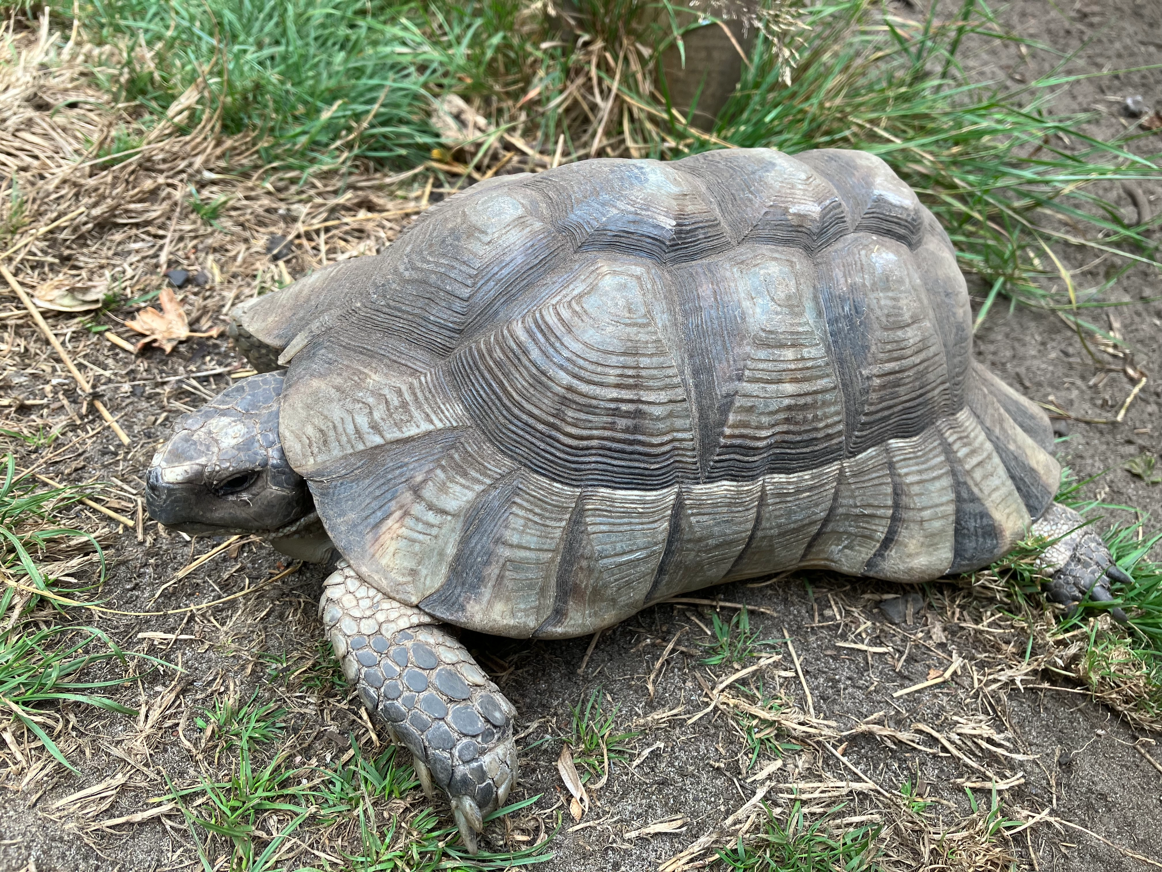 Sief - Grote Bollostraat, Tremelo