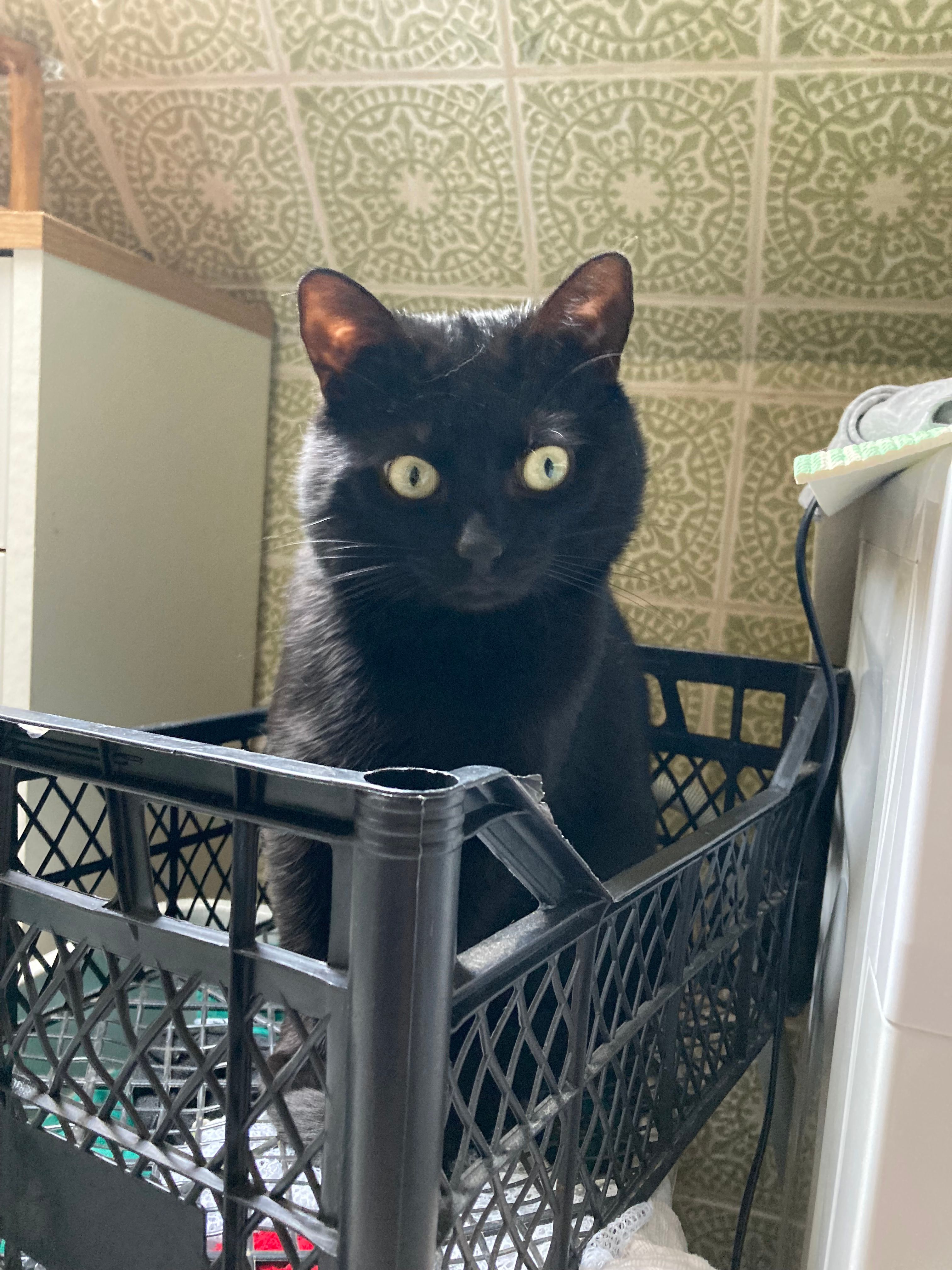 damon - Mühlenstraße, Kirchhundem