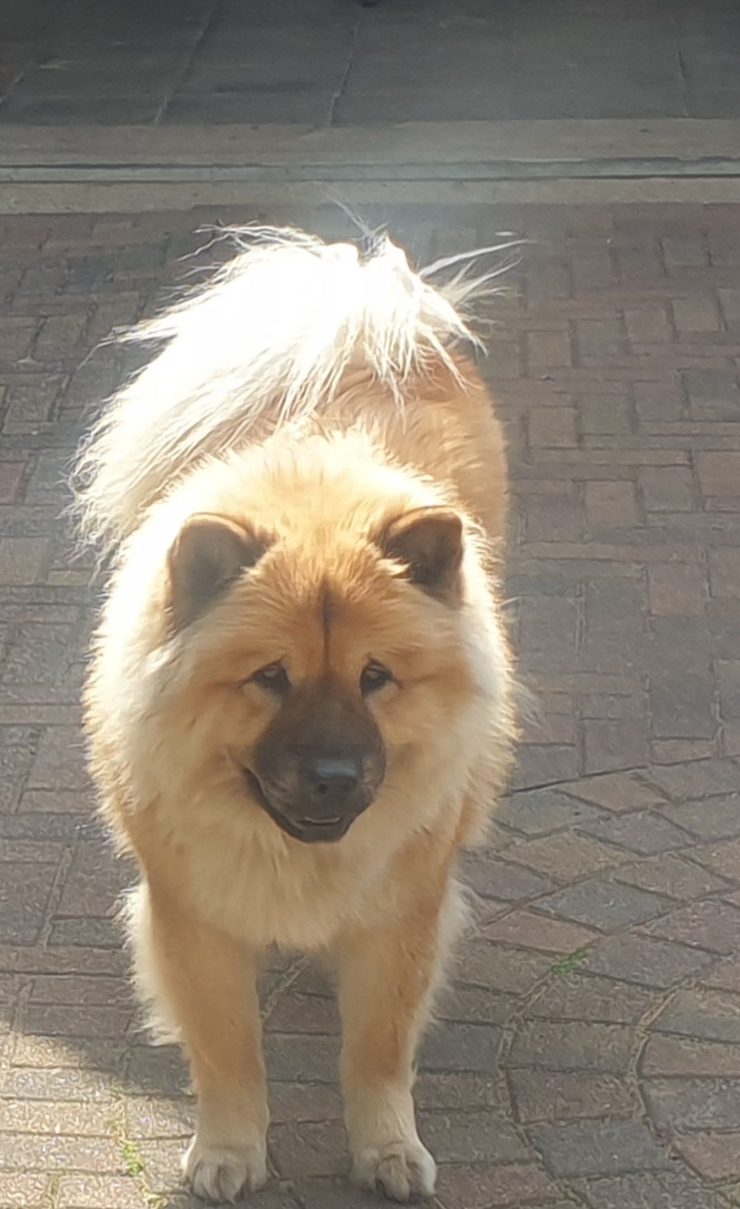 Puppy  - Aardhuisweg, Uddel