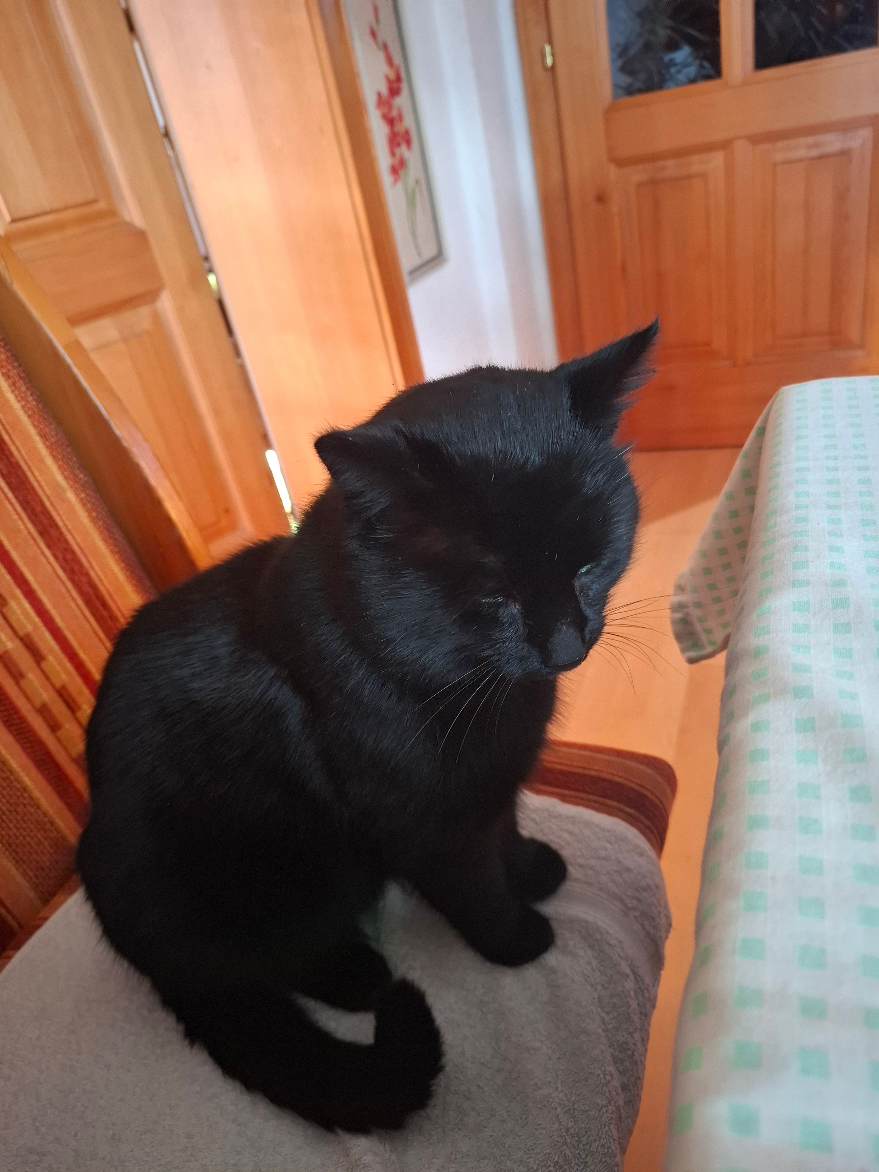 Findus - Am Bach, Pyhra