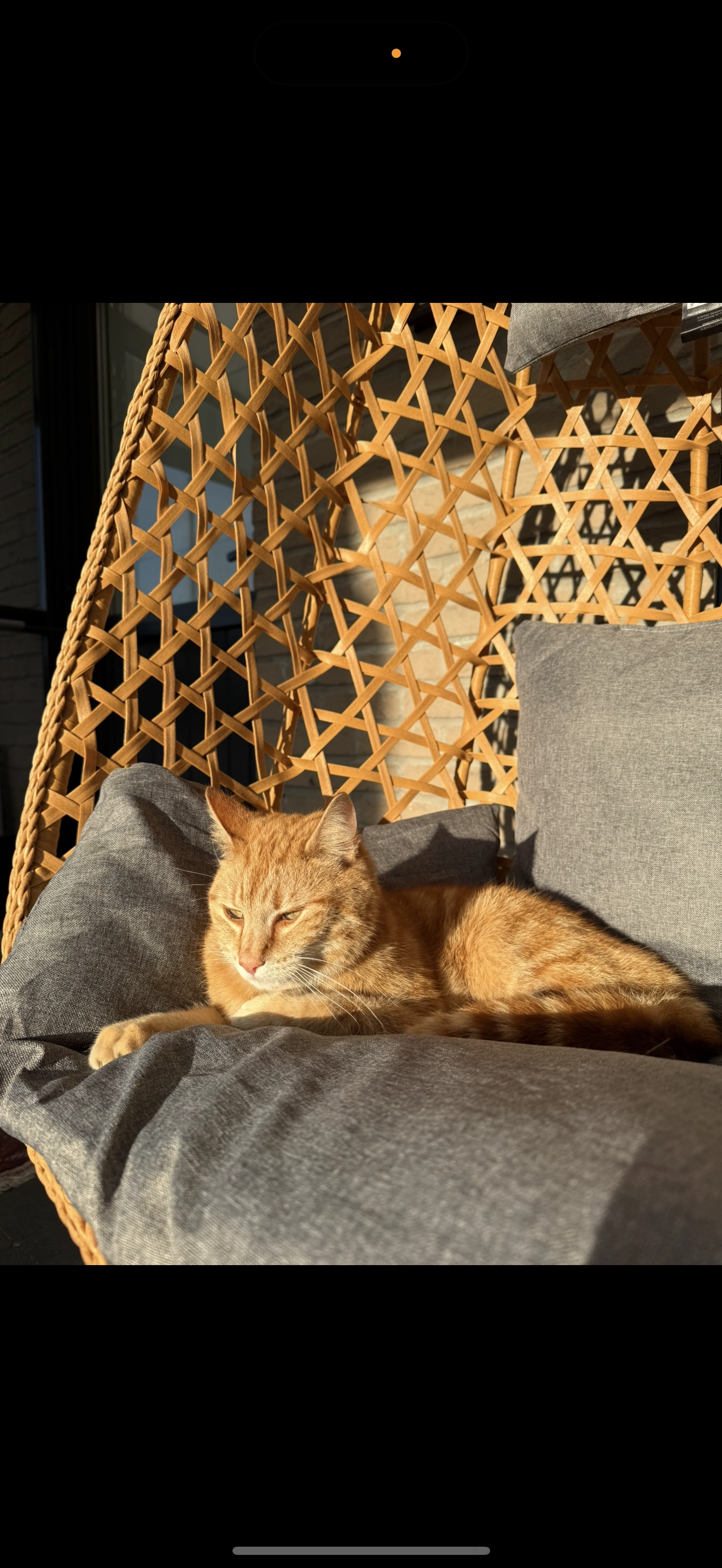 Shogak - Lage Weg, Hoogstraten