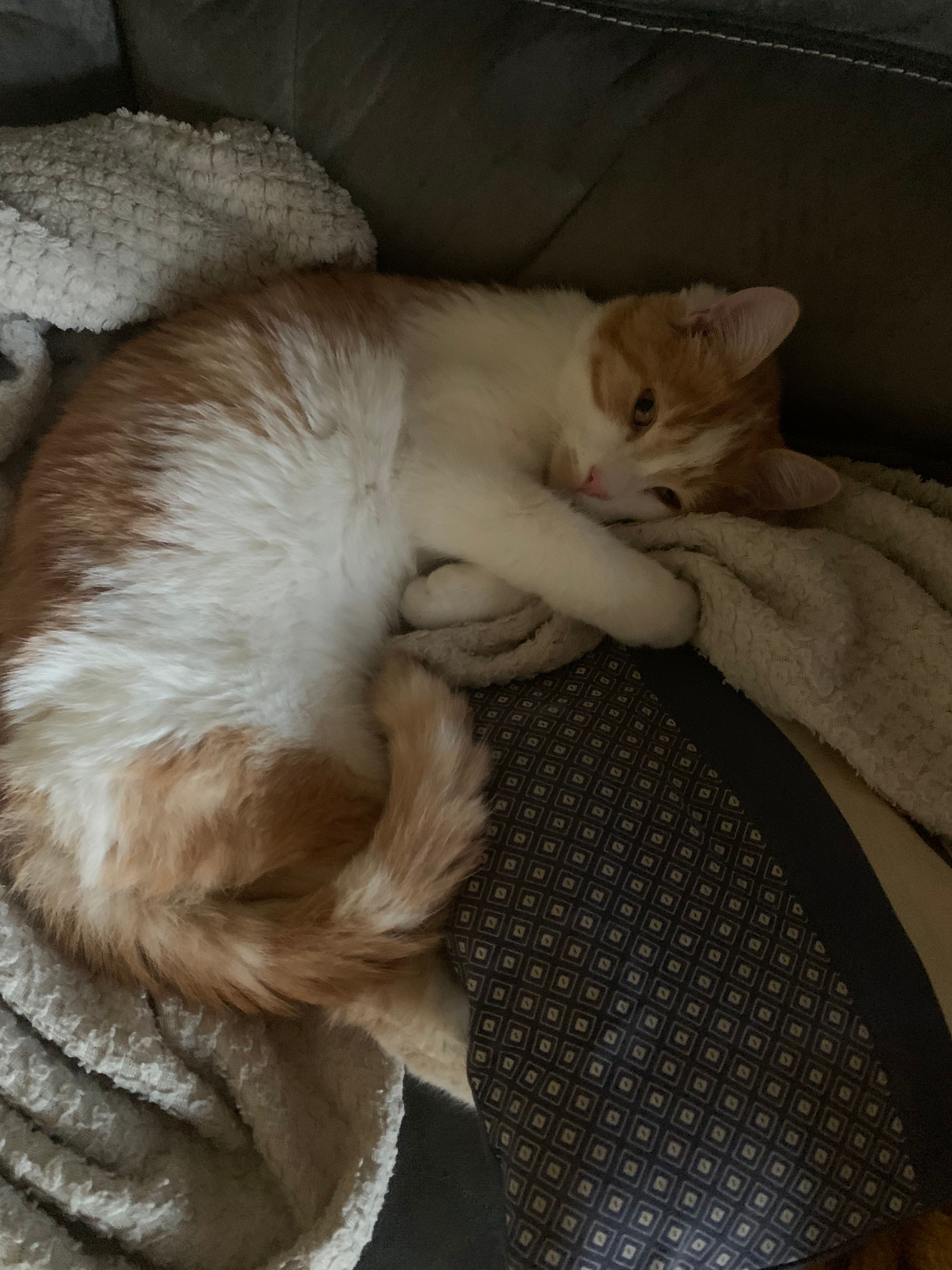 Whisky  - Route Du Theil, Saint-Benoît-d'Hébertot