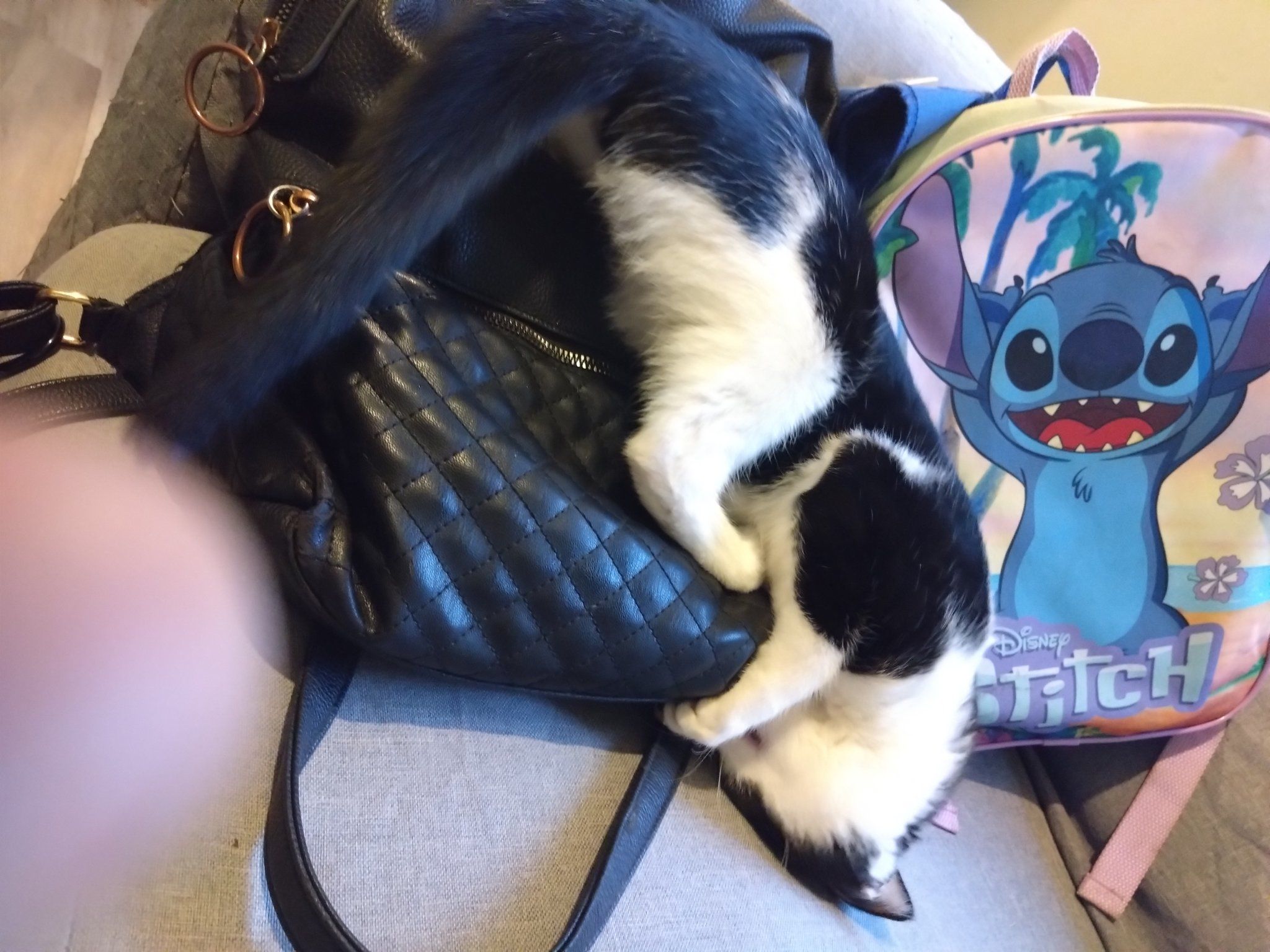 Cleo - Royce Road, Spalding