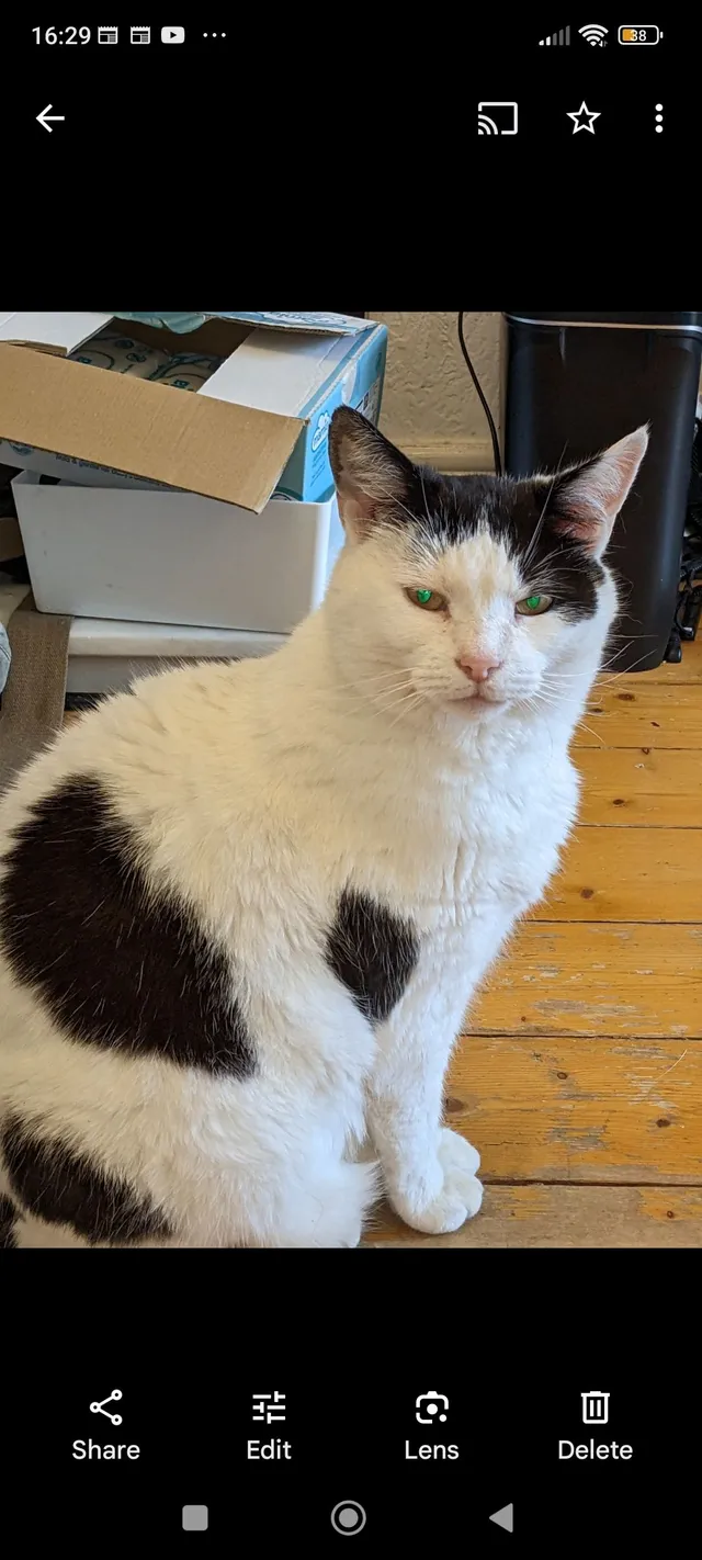 Louie - Colville Grove, Sale