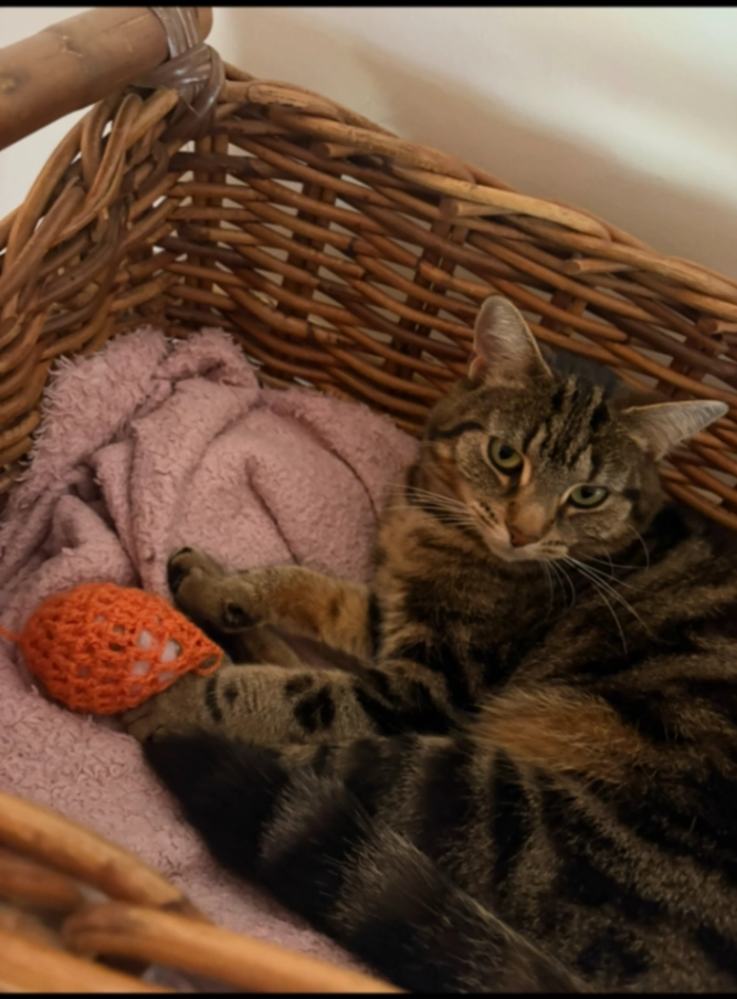 Maggie - Old Horsham Road, Dorking