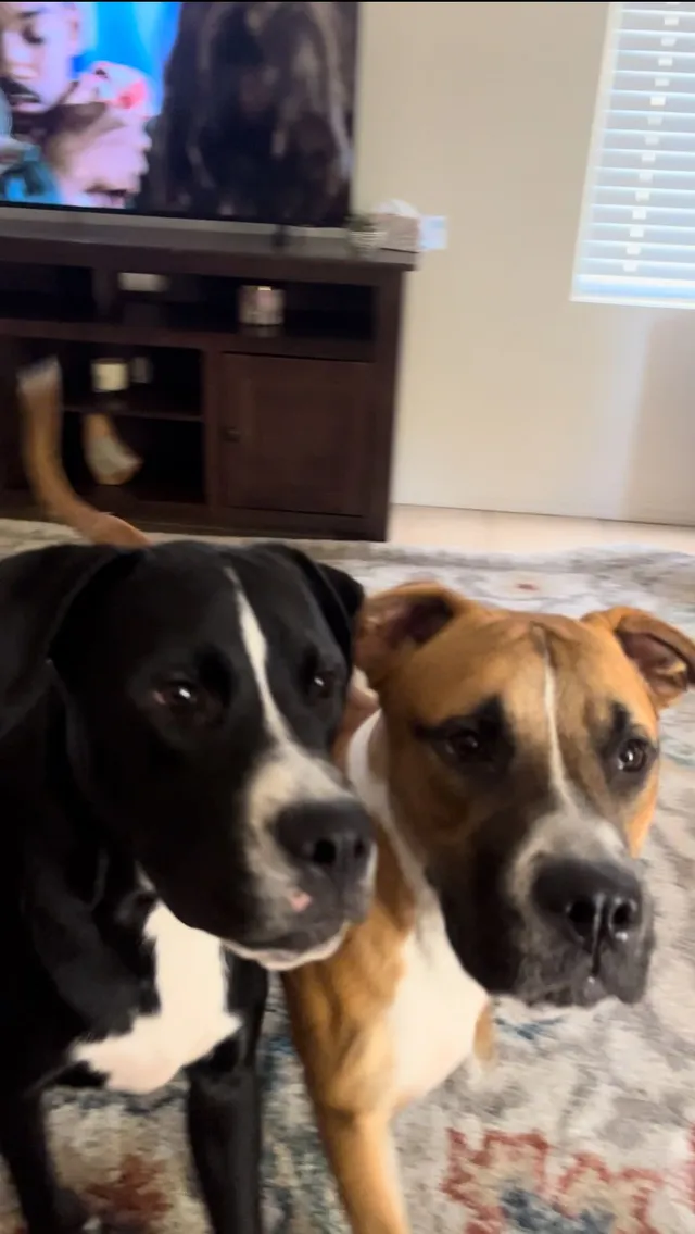 Oliver and Wybie - East Edgemont Avenue, Scottsdale