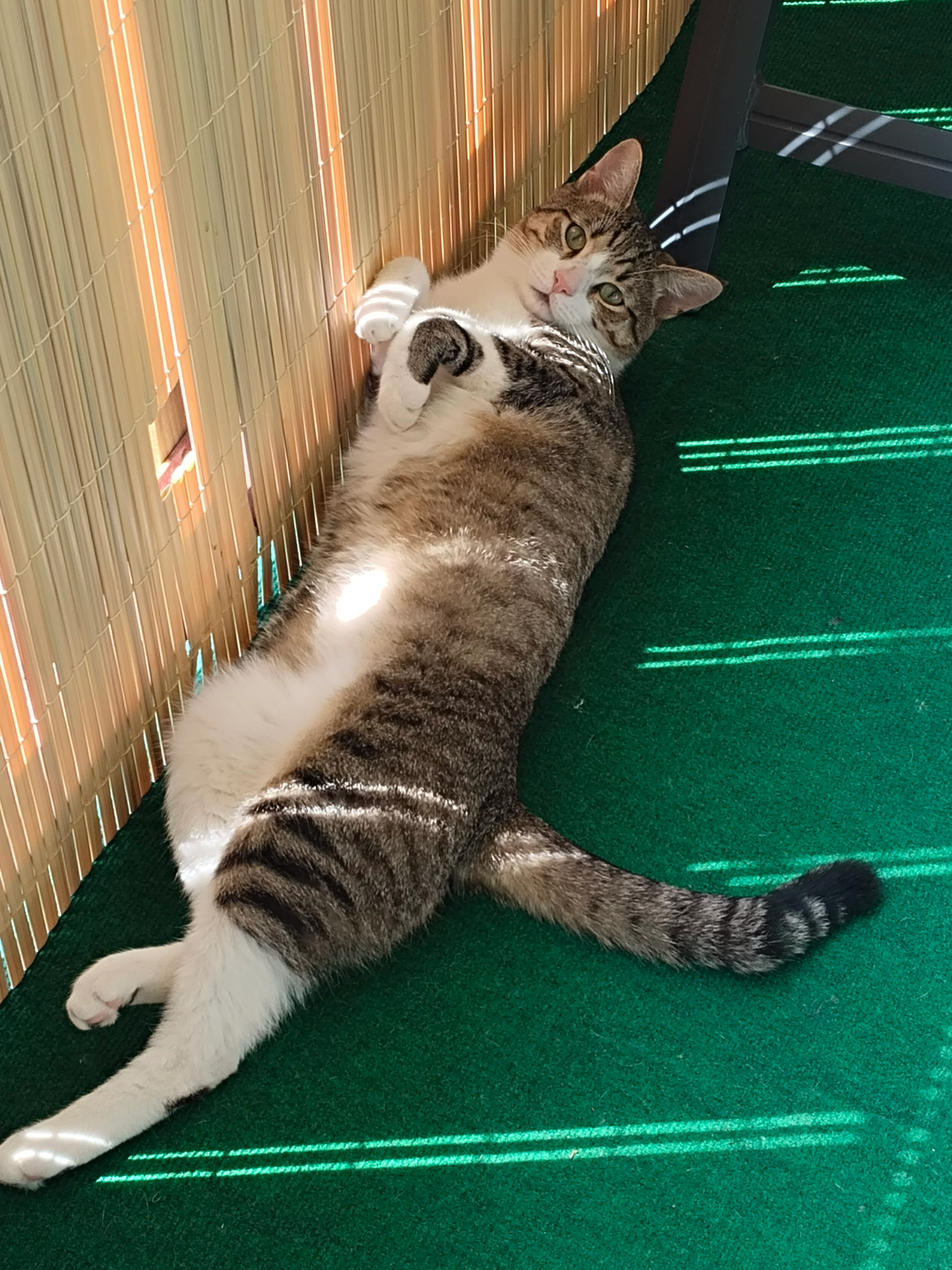 Colin - Ortenburger Straße 71, Spittal an der Drau