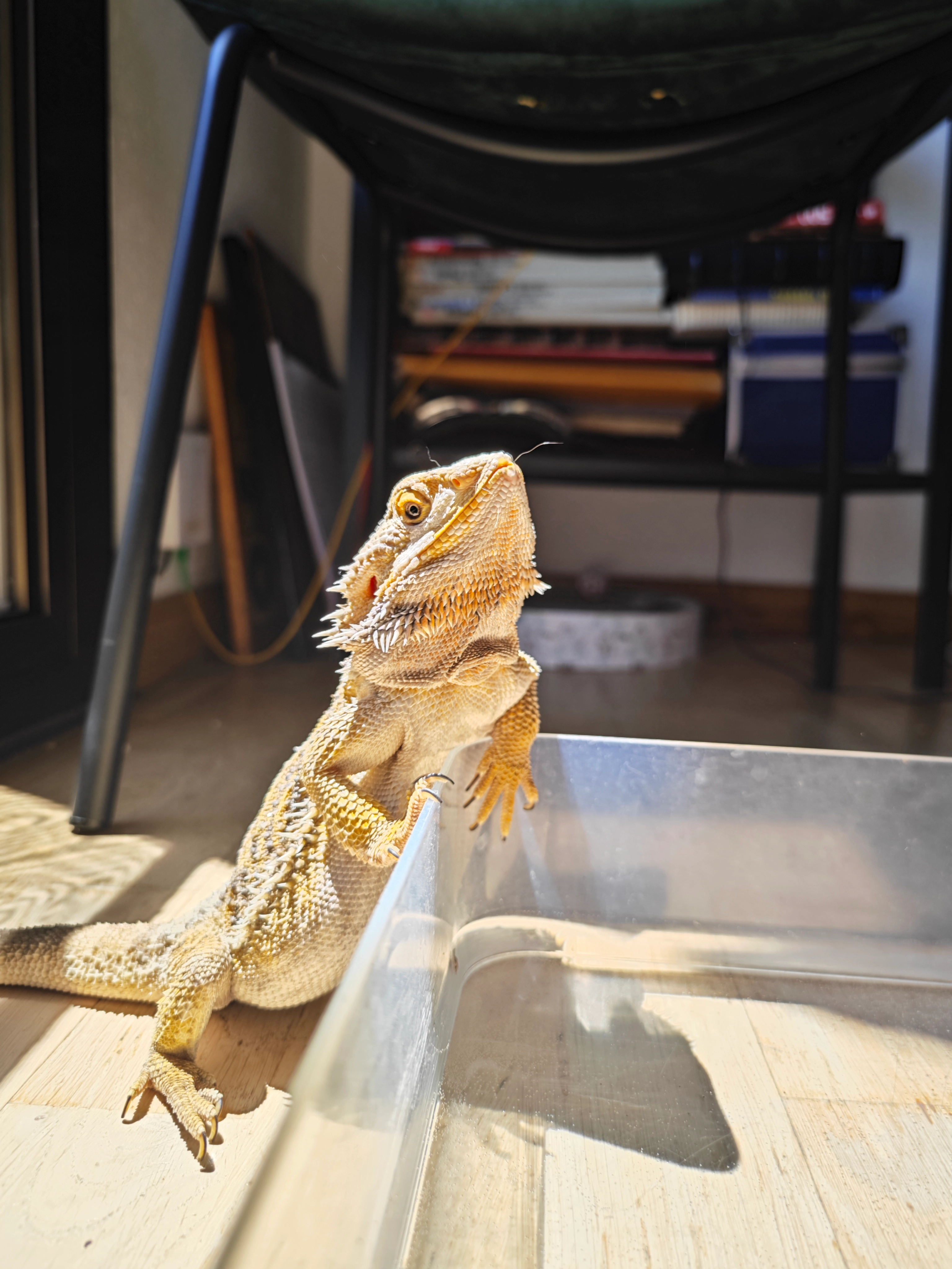 Winston - Carrer De Mascaró, Barcelona