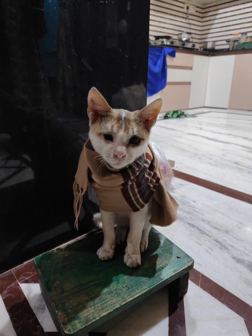 Kittu - Ns Road, Serampore