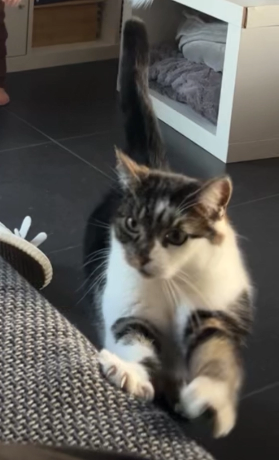 Pupuce  - Rue du Vieux Marché, Vielsalm