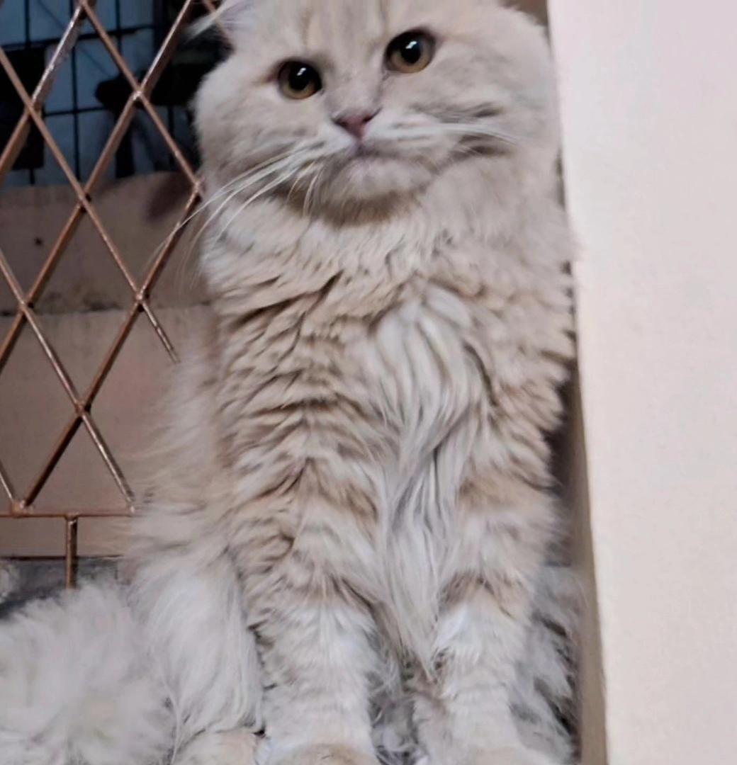 Shona - Asman Garh Road, Hyderabad