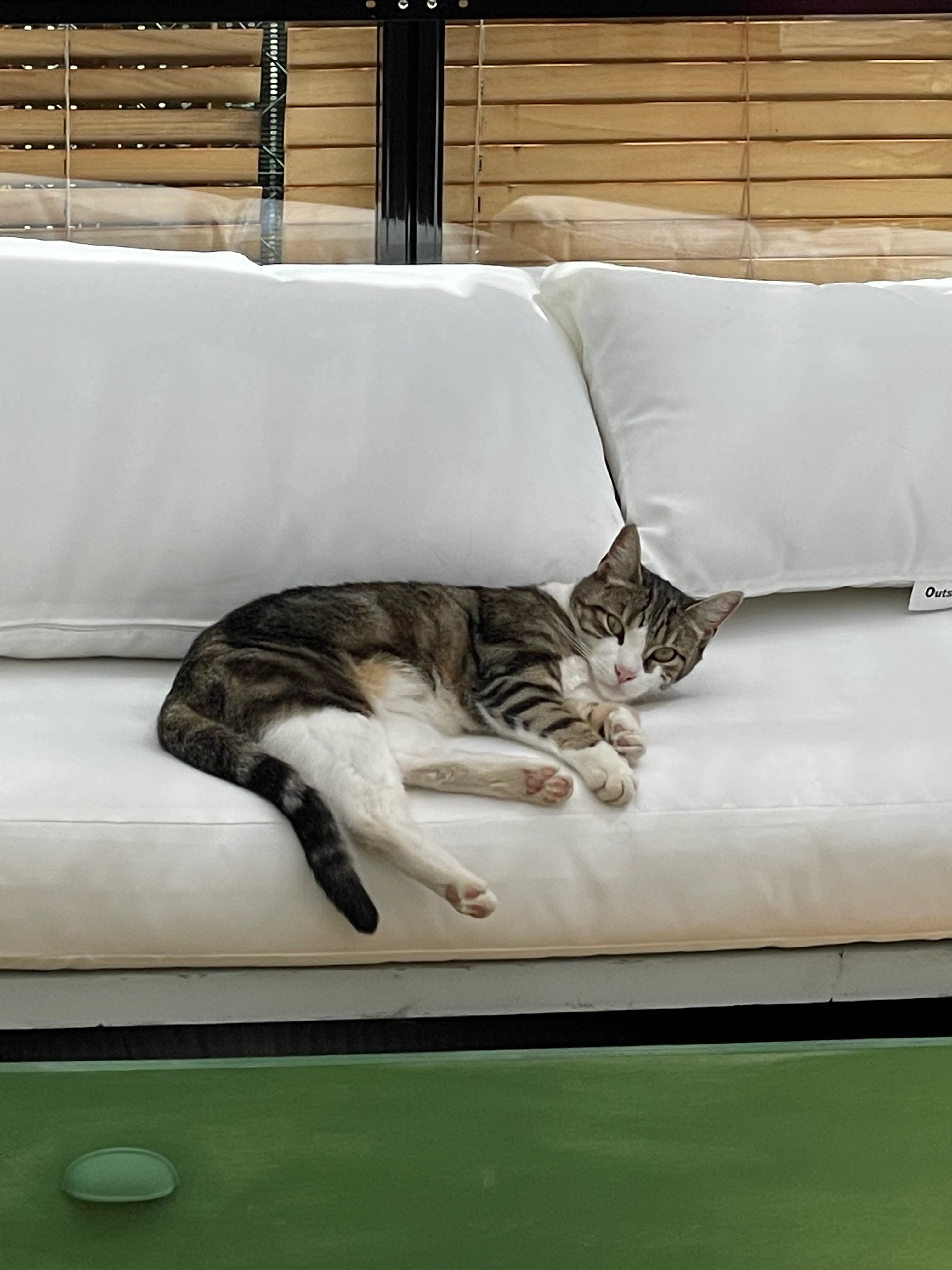 noe - 17 Cours du Comte de Cabarrus, Bayonne