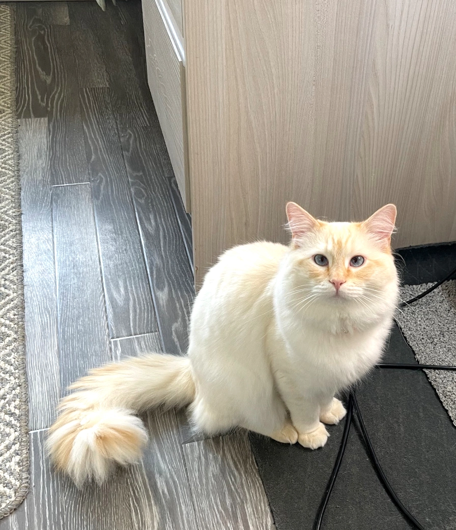 Snowy - GU14 6sj, Farnborough