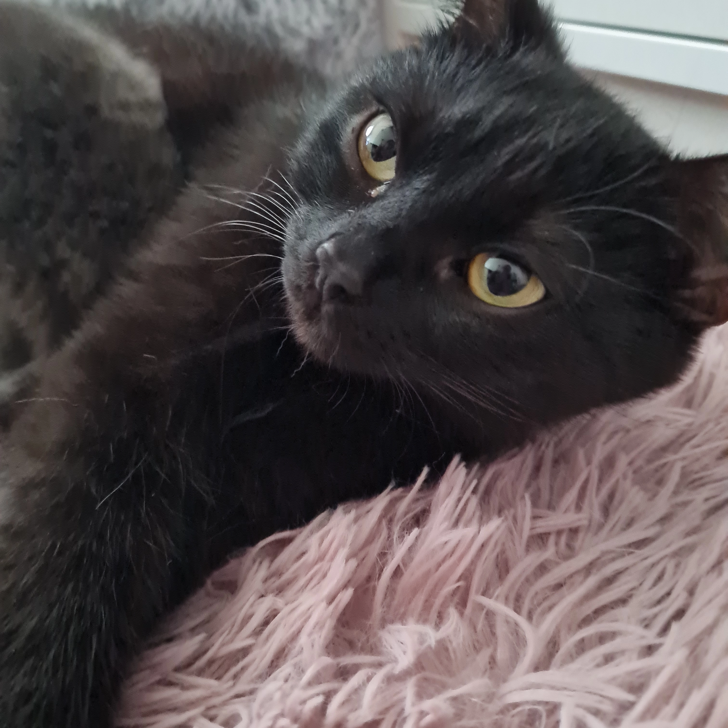 Martha - Brüsseler Ring, Ludwigshafen am Rhein