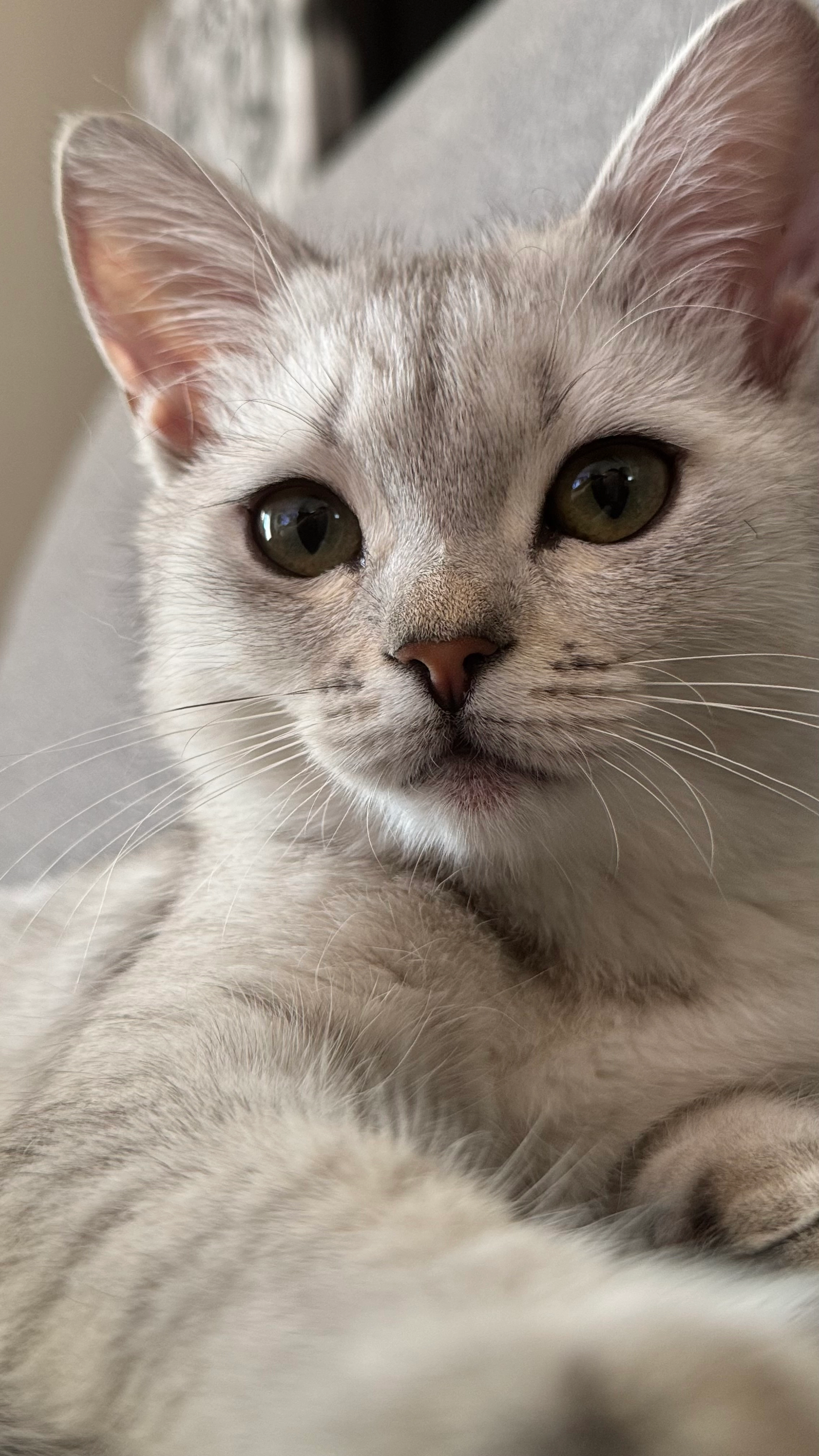 Siri - Weseler Straße, Gelsenkirchen