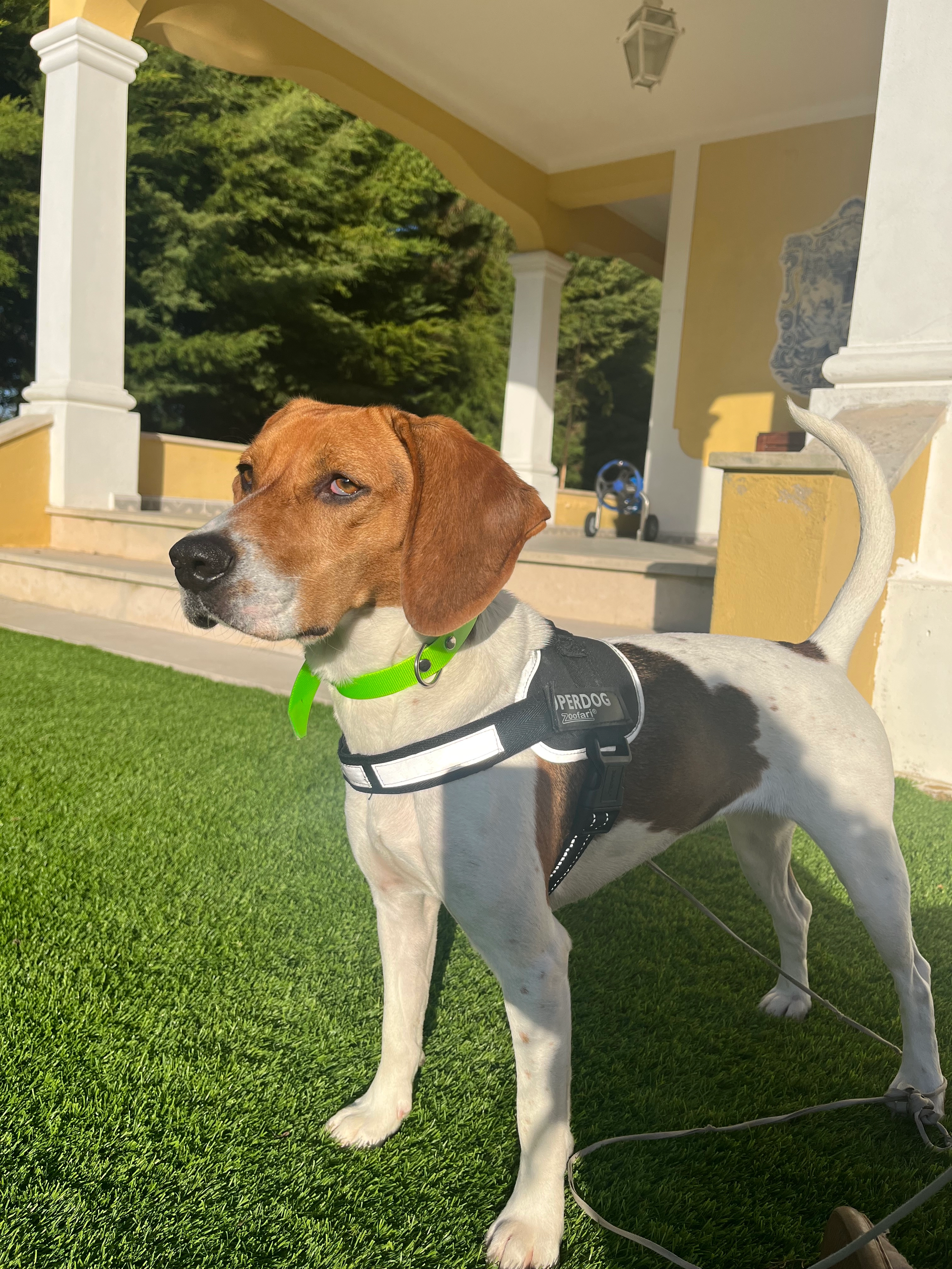 Pipa - Rua 4 de Dezembro, Rio Maior