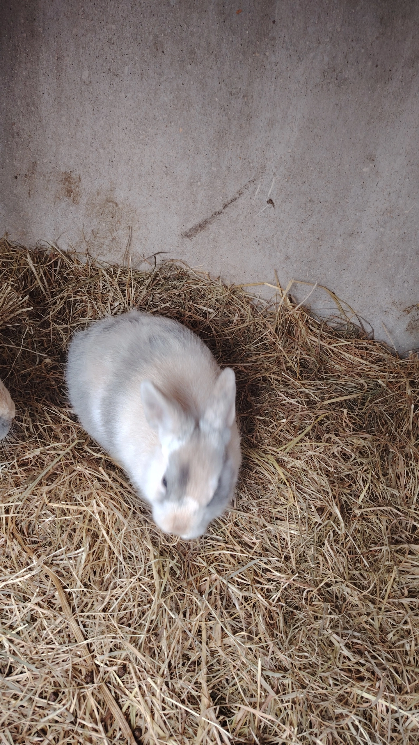 Bella  - Rue Du Nouveau Fort, Divion