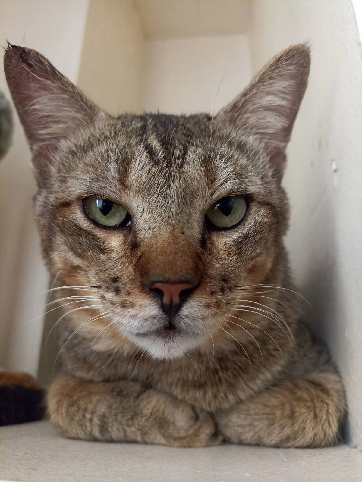 Timmy - Innsbrucker Allee, Kiel