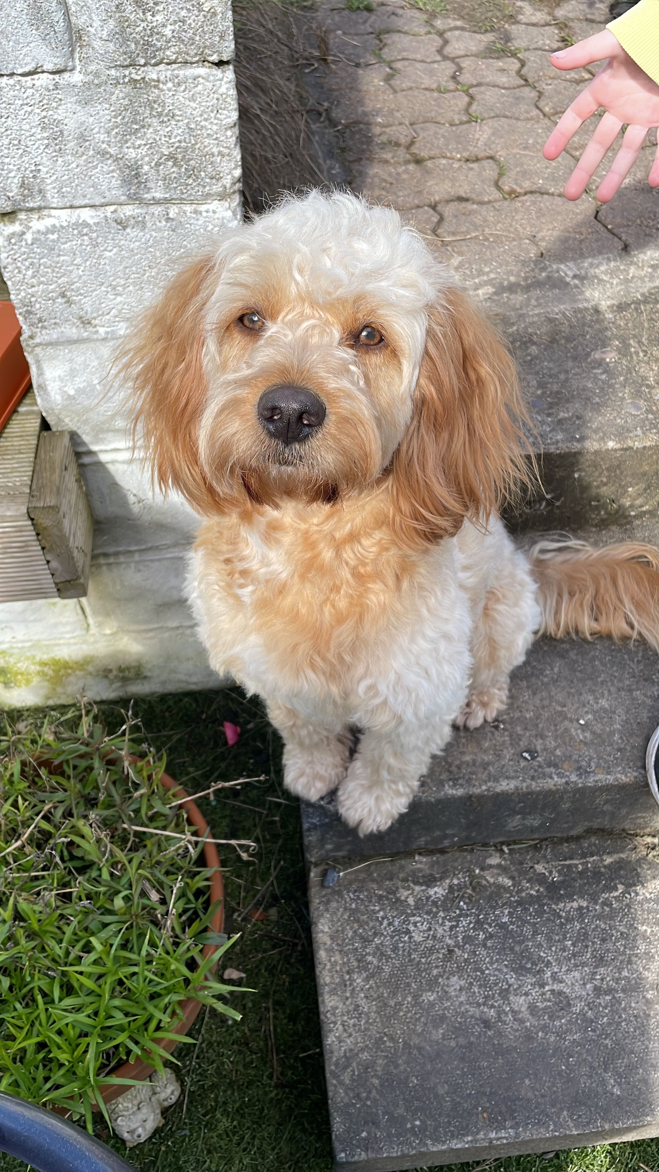 Rufus - LE7 9, Leicester