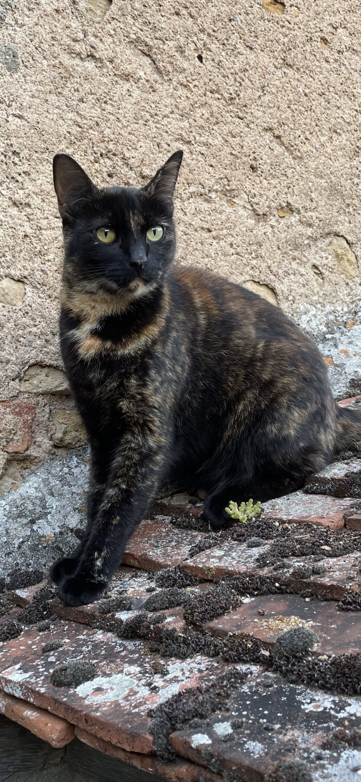 Hope - 29 Rue de l'Armée Patton, Nancy