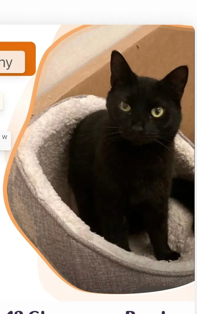 Sorry about the pad cat missing  - L15 4, Liverpool