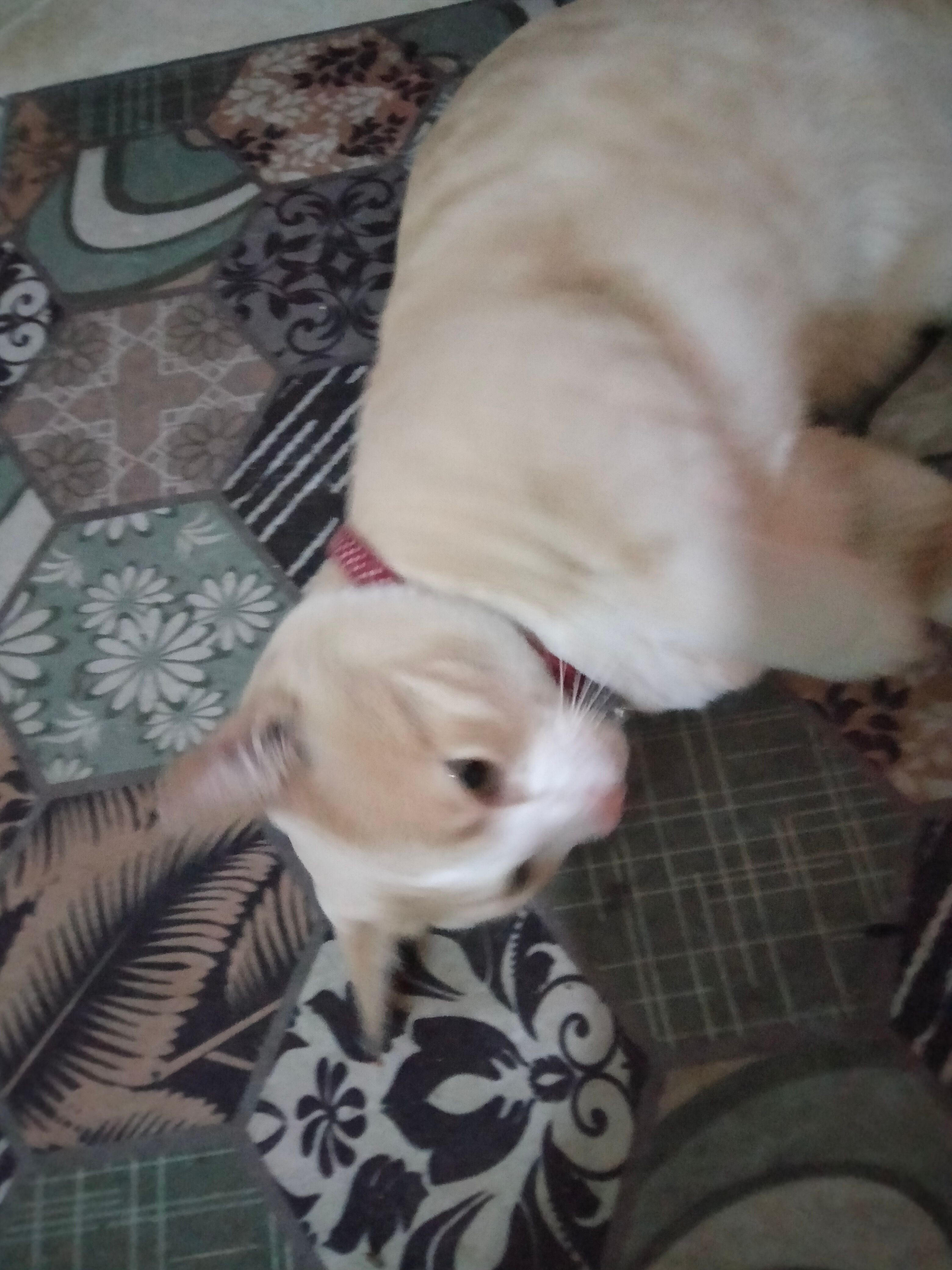 Bébé  - 40, Marrakech