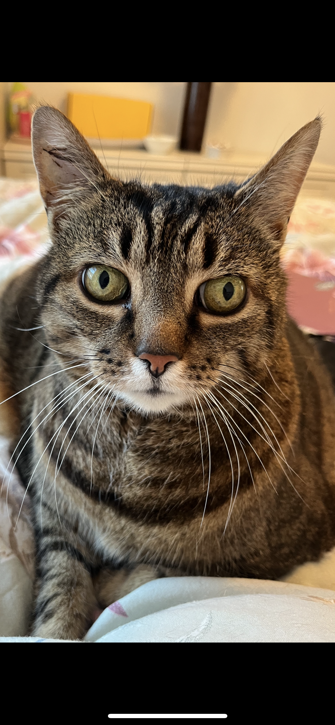 Ginny - First Avenue, Prestatyn