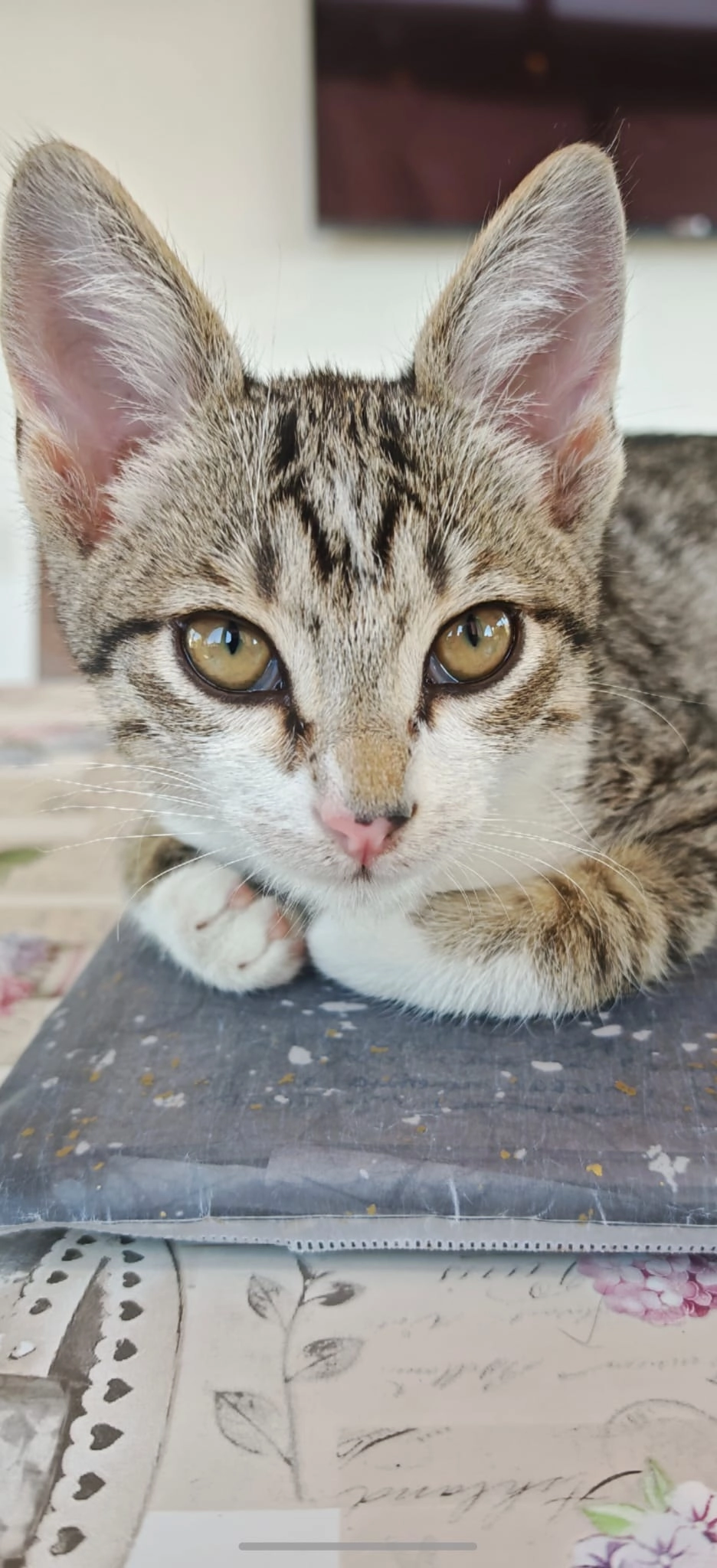 Nero - Strada Mihai Viteazul, Șelimbăr