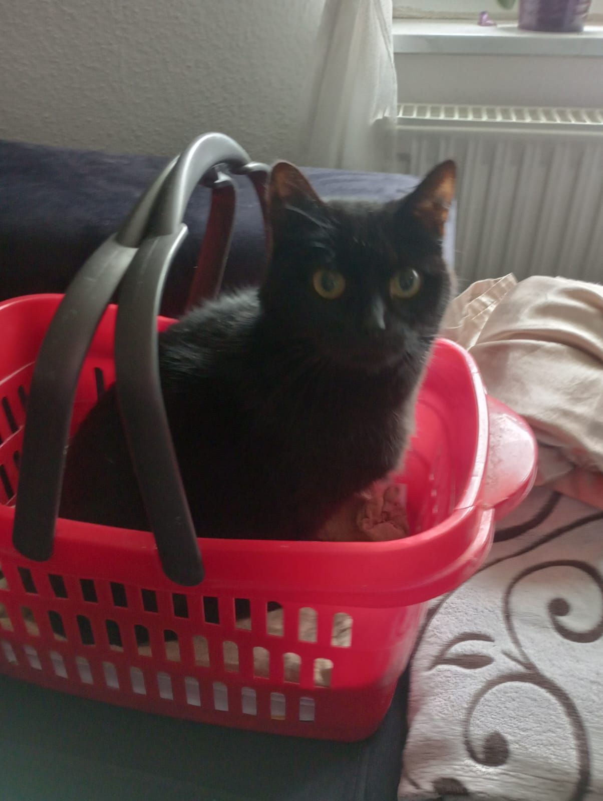 Krümel - Auf Der Freiheit, Seesen