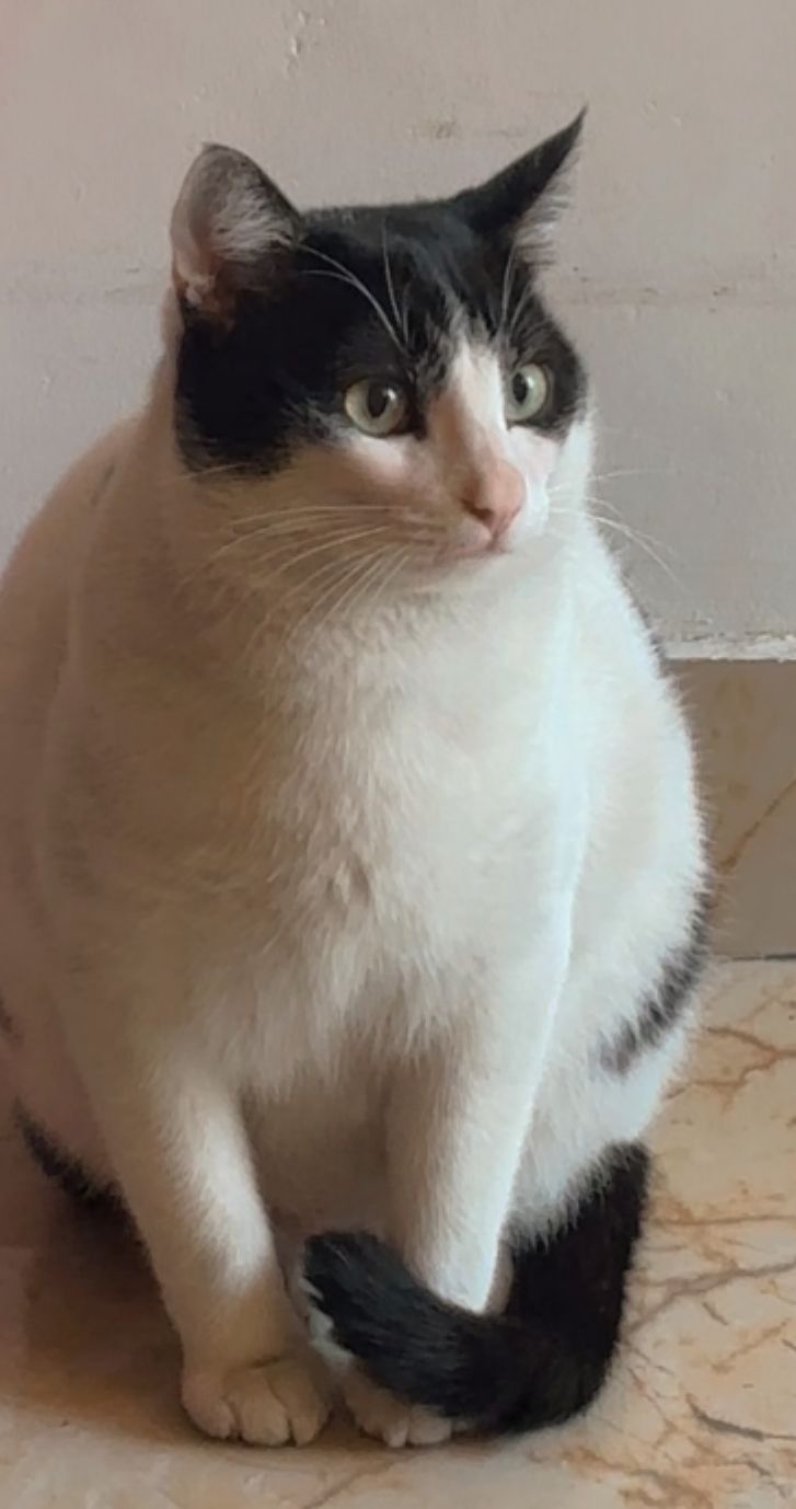 Oreo - Turner Road, C-17, Dehradun