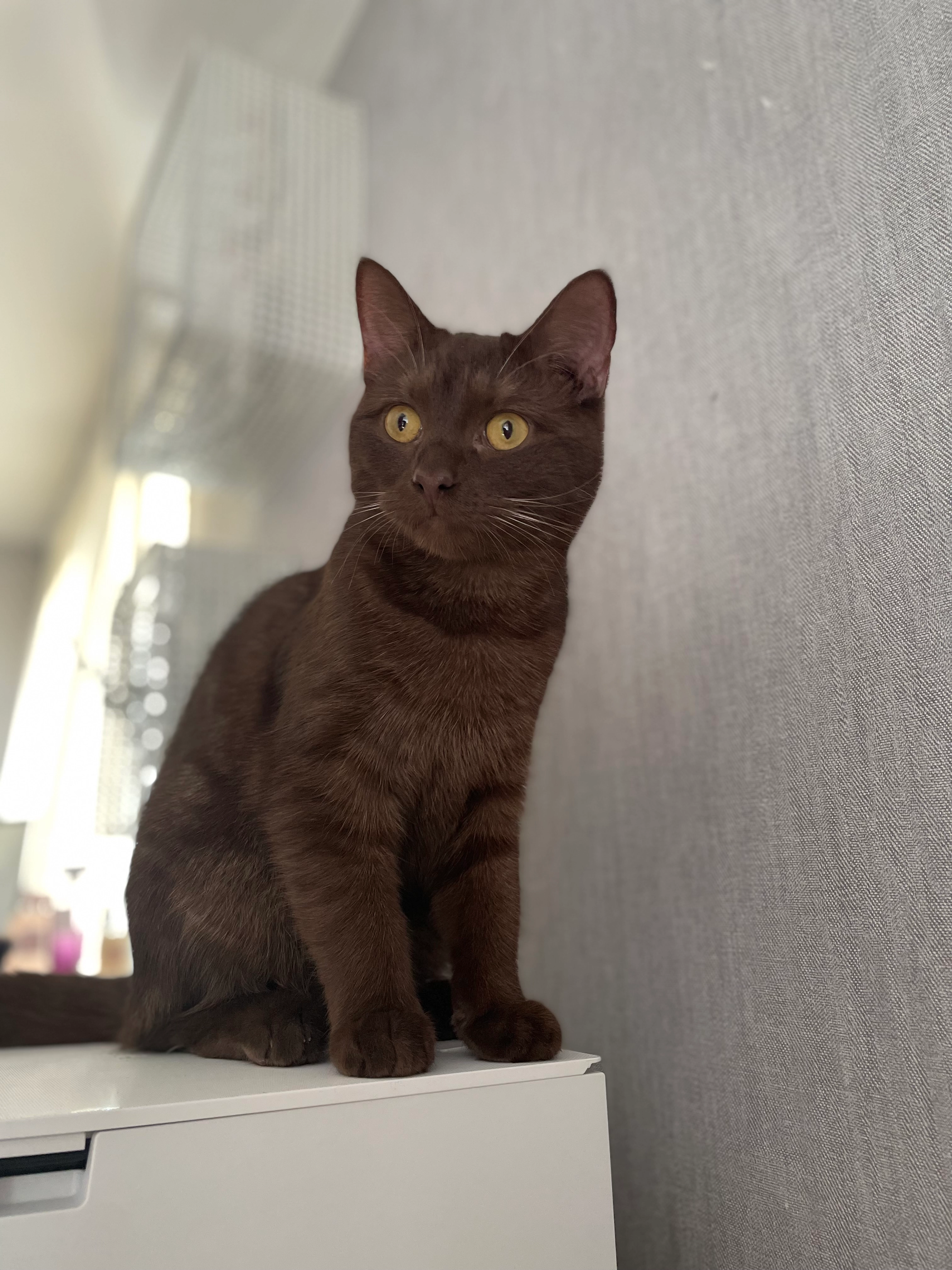 Tarcin/tarco - Ledergasse, Schwäbisch Gmünd