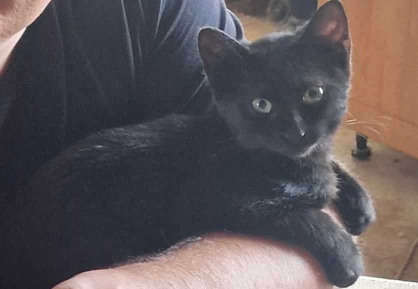 Strzałka  - Kaczyce, Pęcław