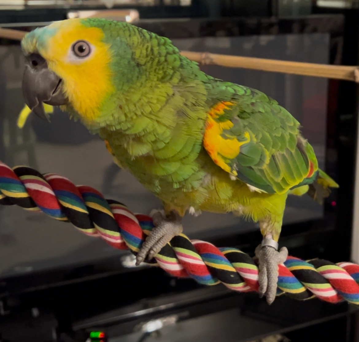 Coucou - Saint-Ylie, Dole