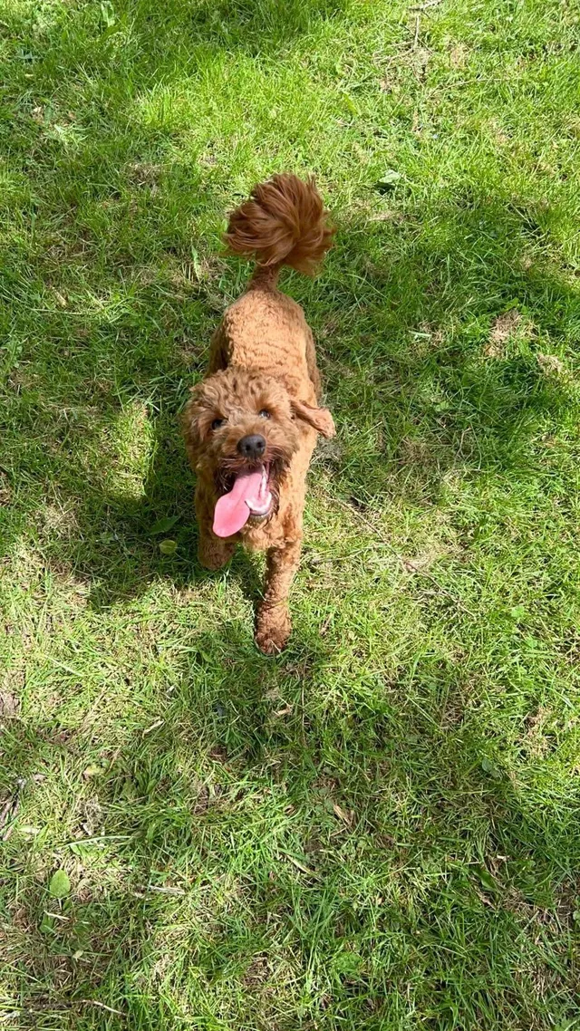 Benji - Birmingham New Road, Dudley
