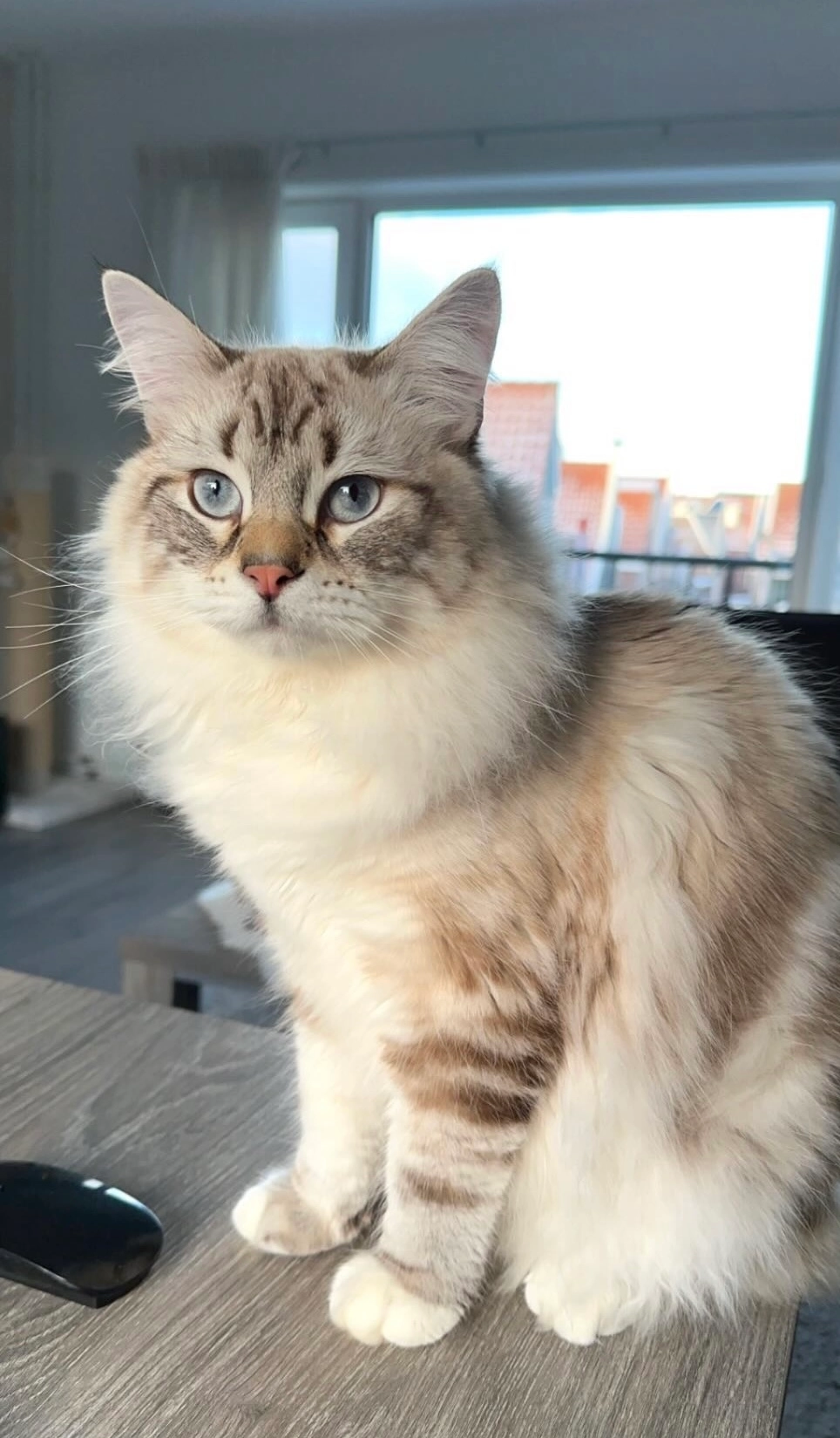 Gizmo - 1131, Volendam