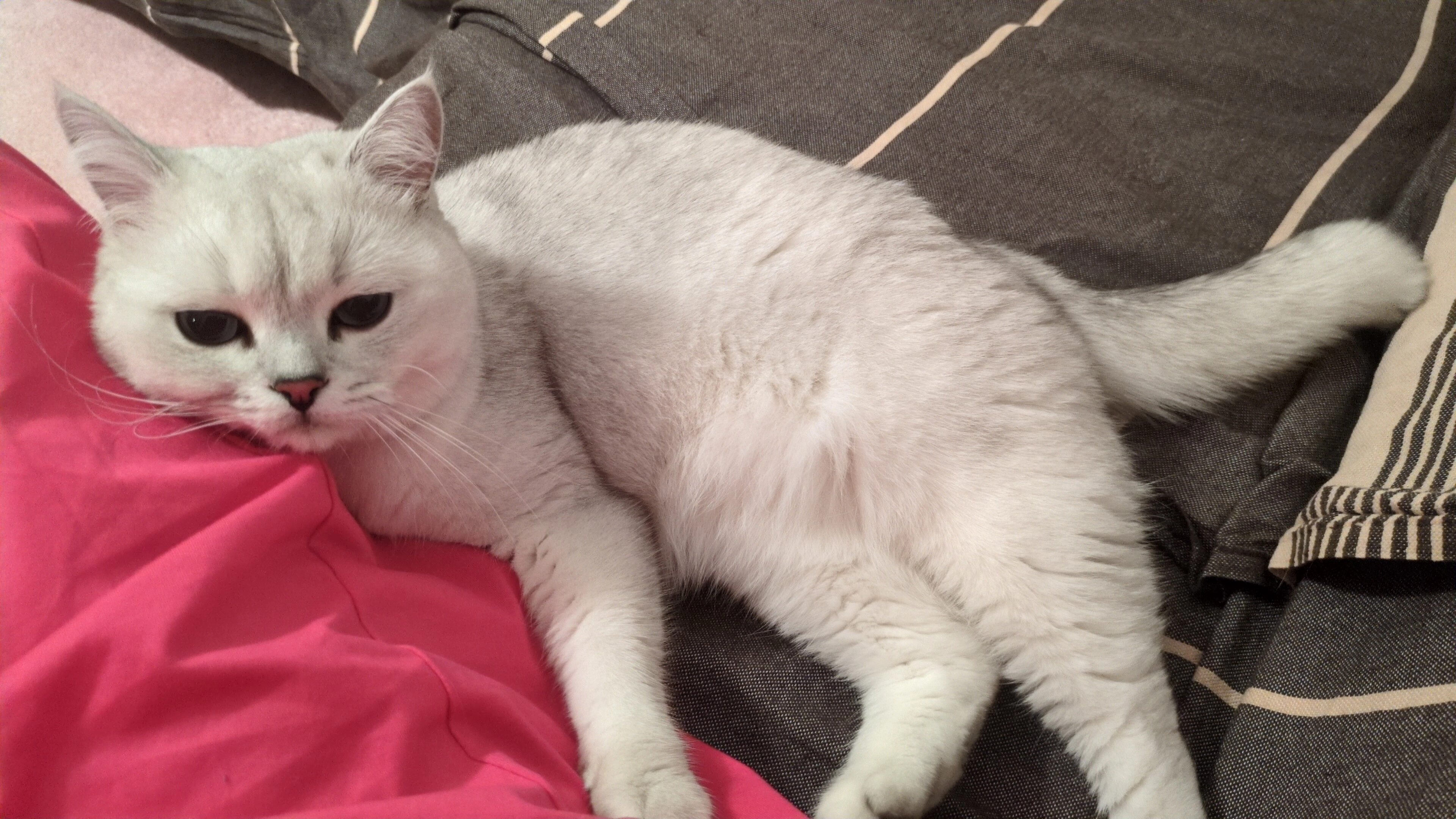 Pascha - Burgstraße, Emden