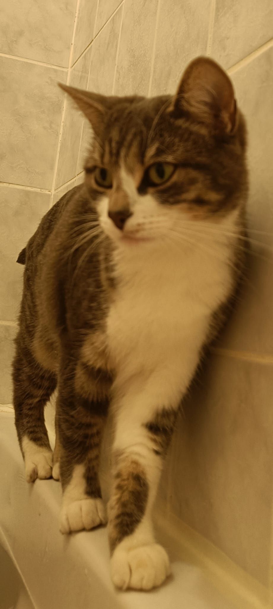 Yuni - Impasse Des Mésanges, Mayenne