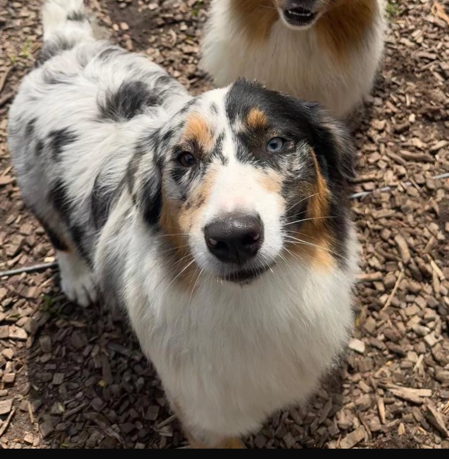 Daisy - Stougjesdijk, Zuid-Holland