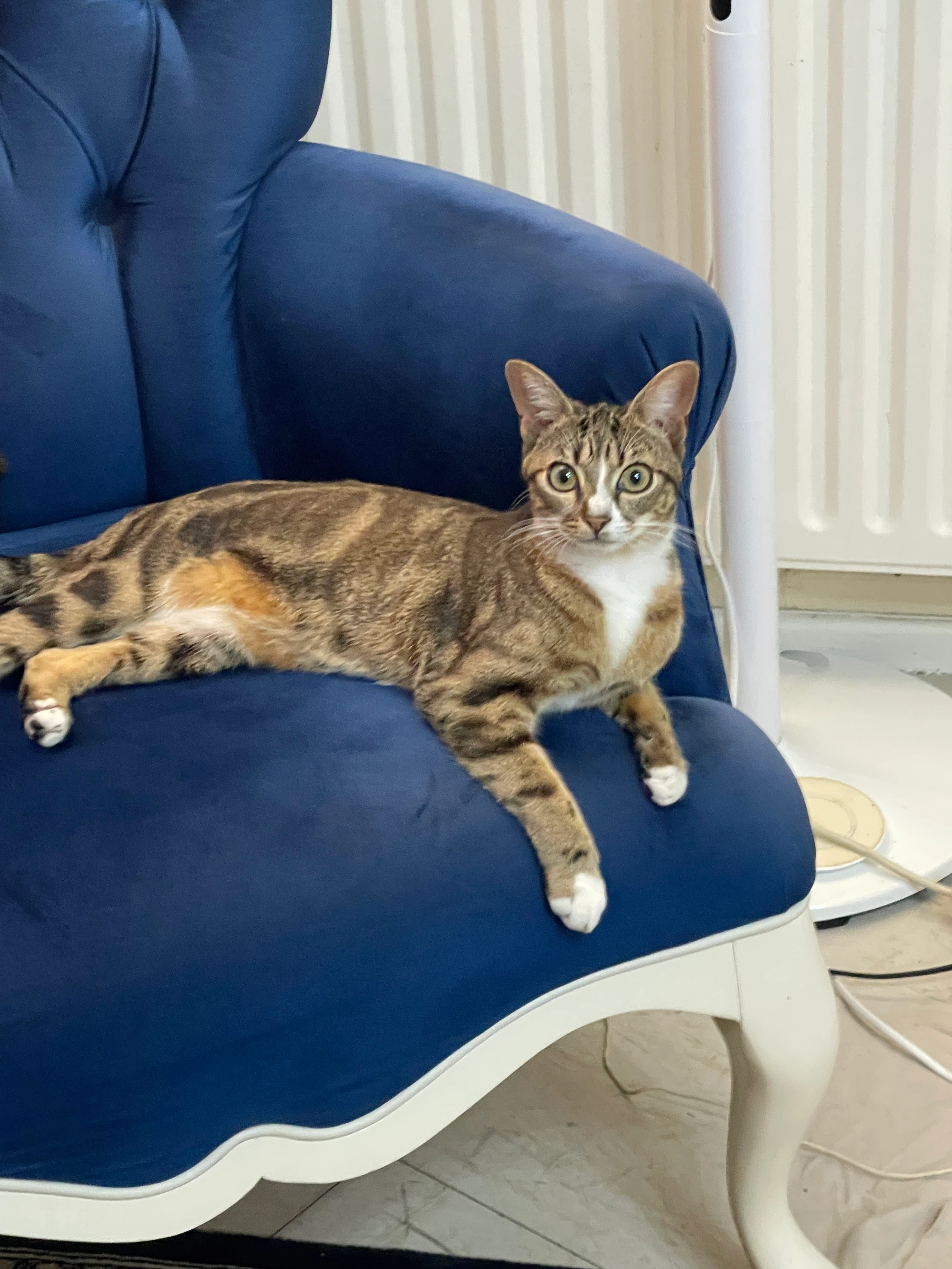 Tadi - Ringstraße, Walzbachtal