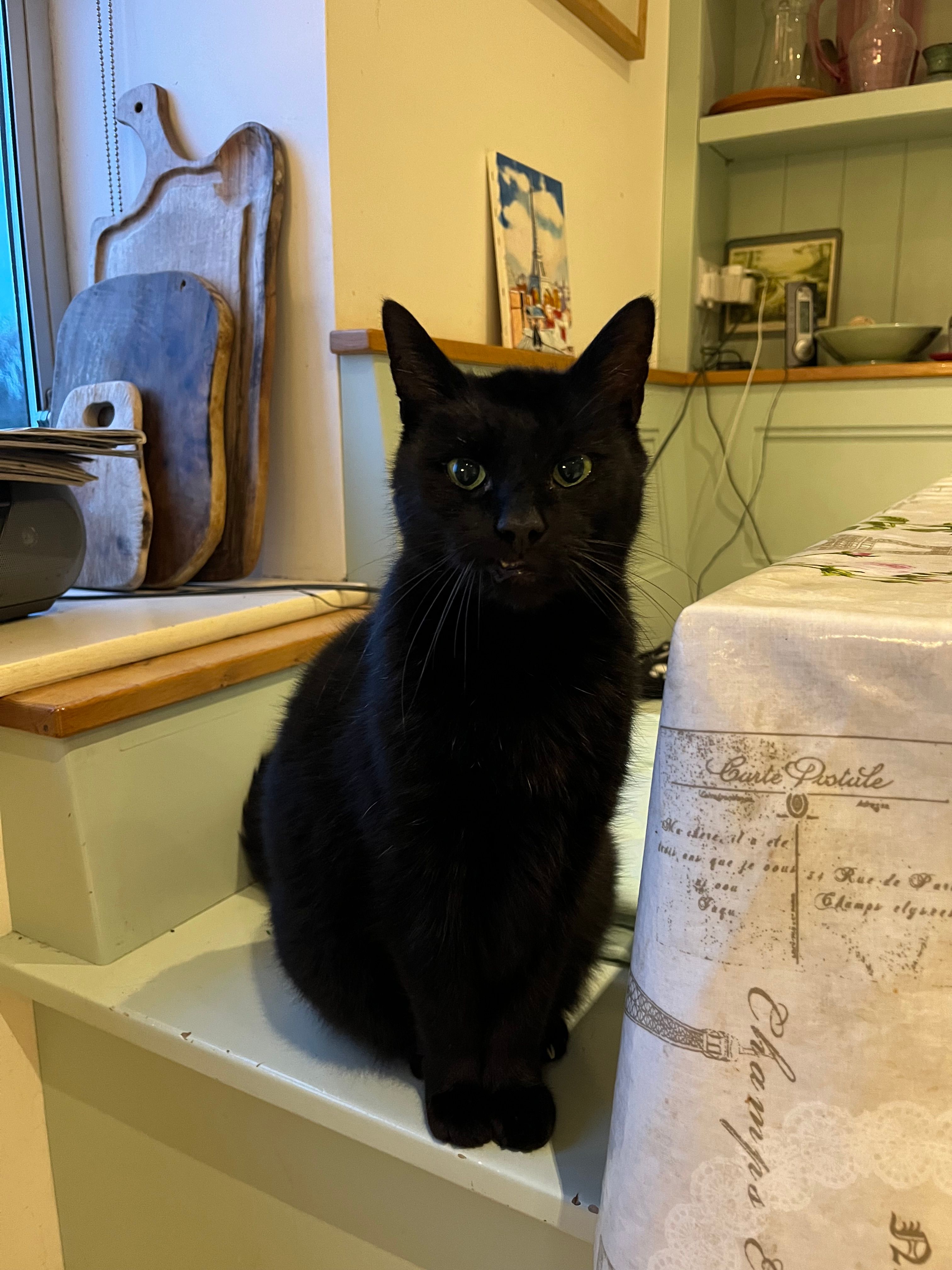 Black Jack - H91, Oranmore