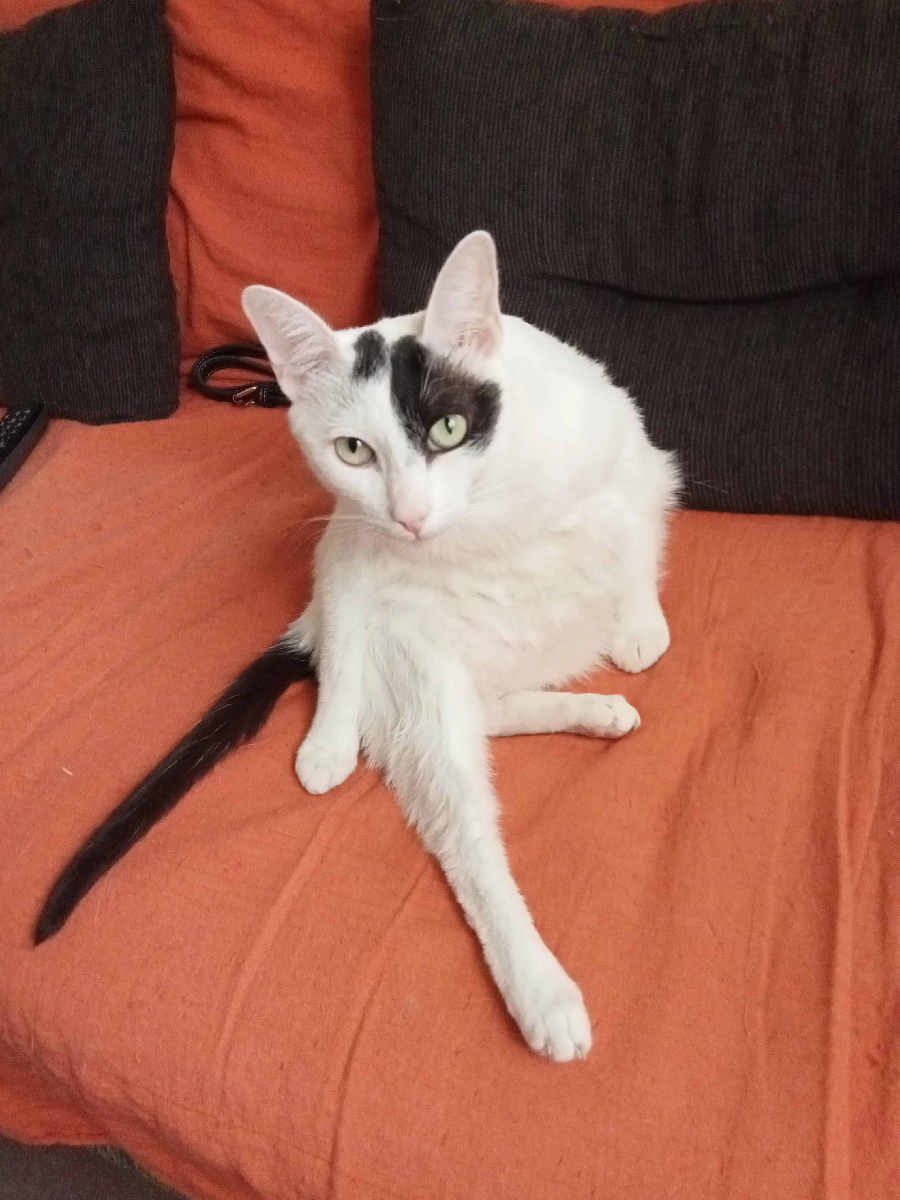 Banner - Calle de Luis Ruiz, Madrid