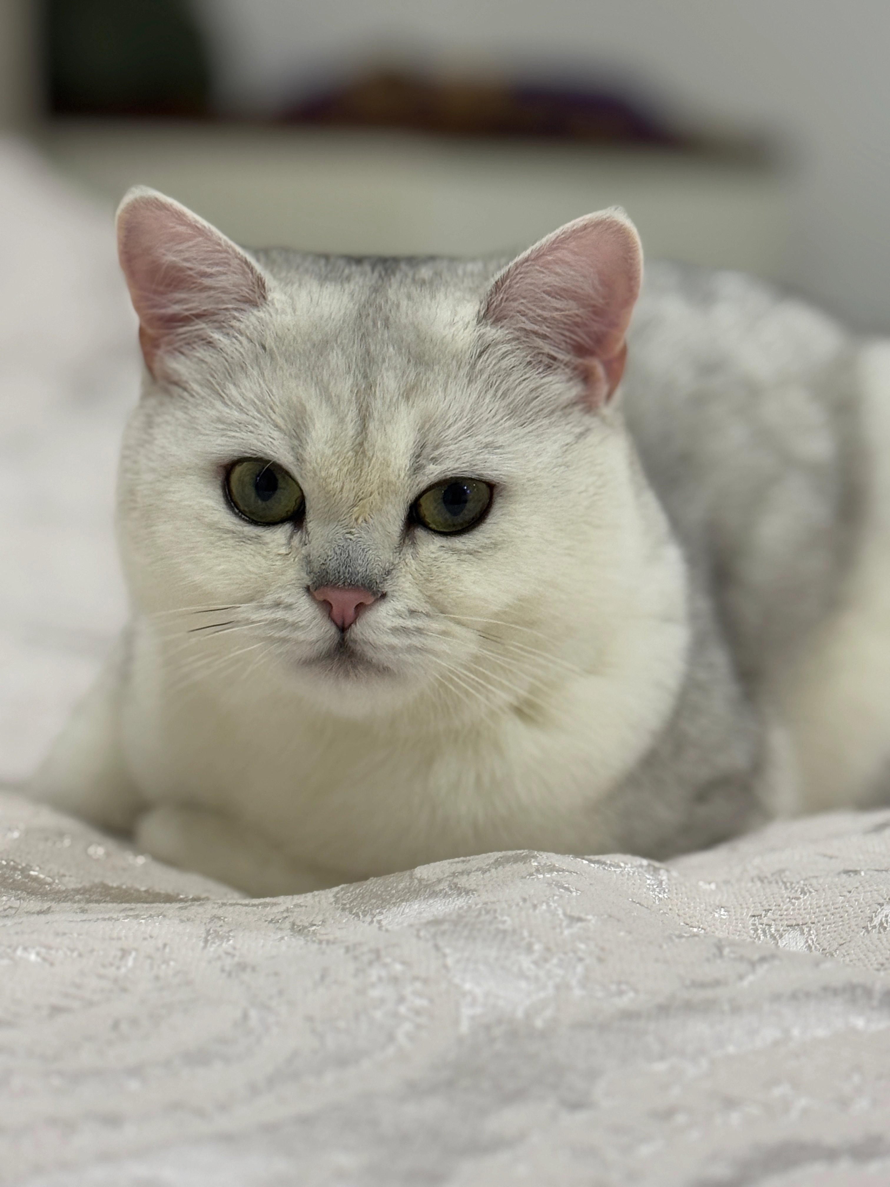 Pars - Große Ausdauer, Mannheim