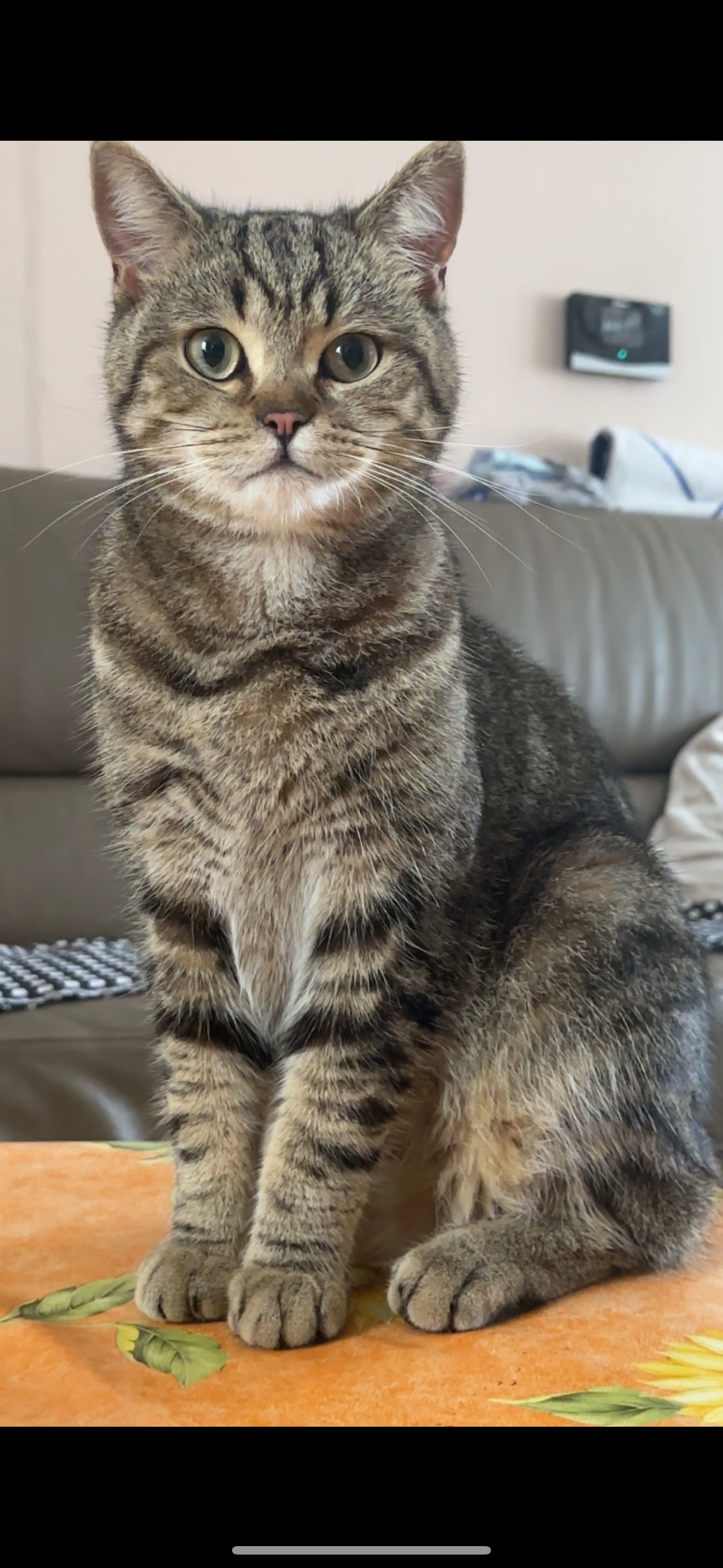 Bibou / bouboule - Rue René Magritte, Evere